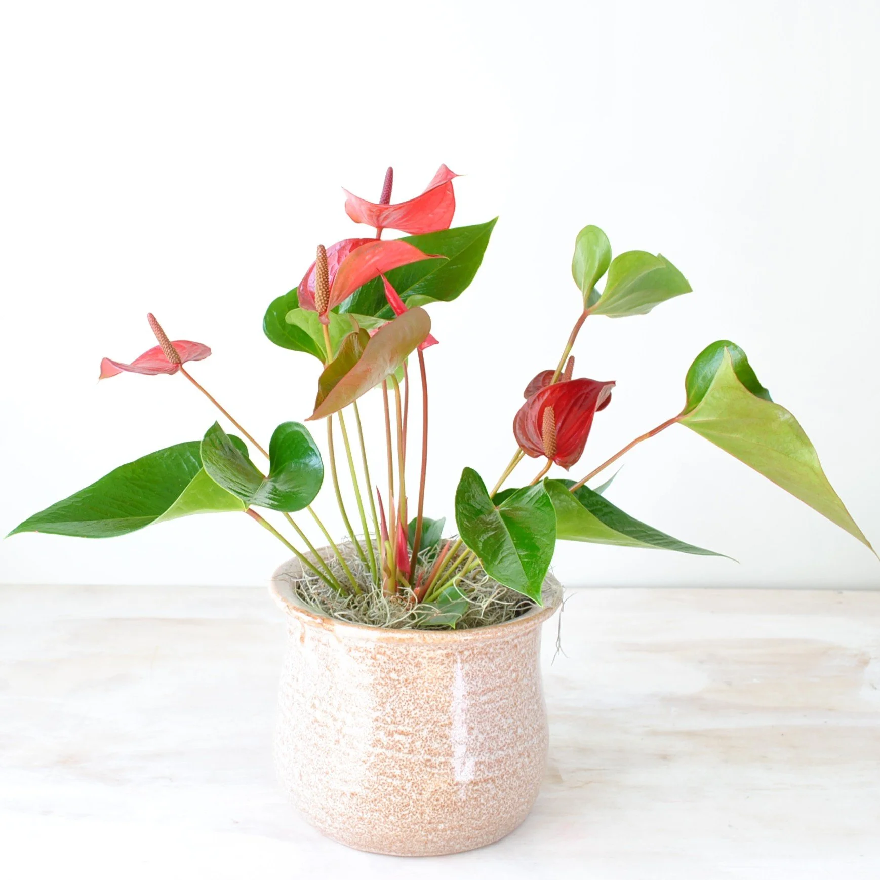 flowers and plants delivered daily in brookline ma