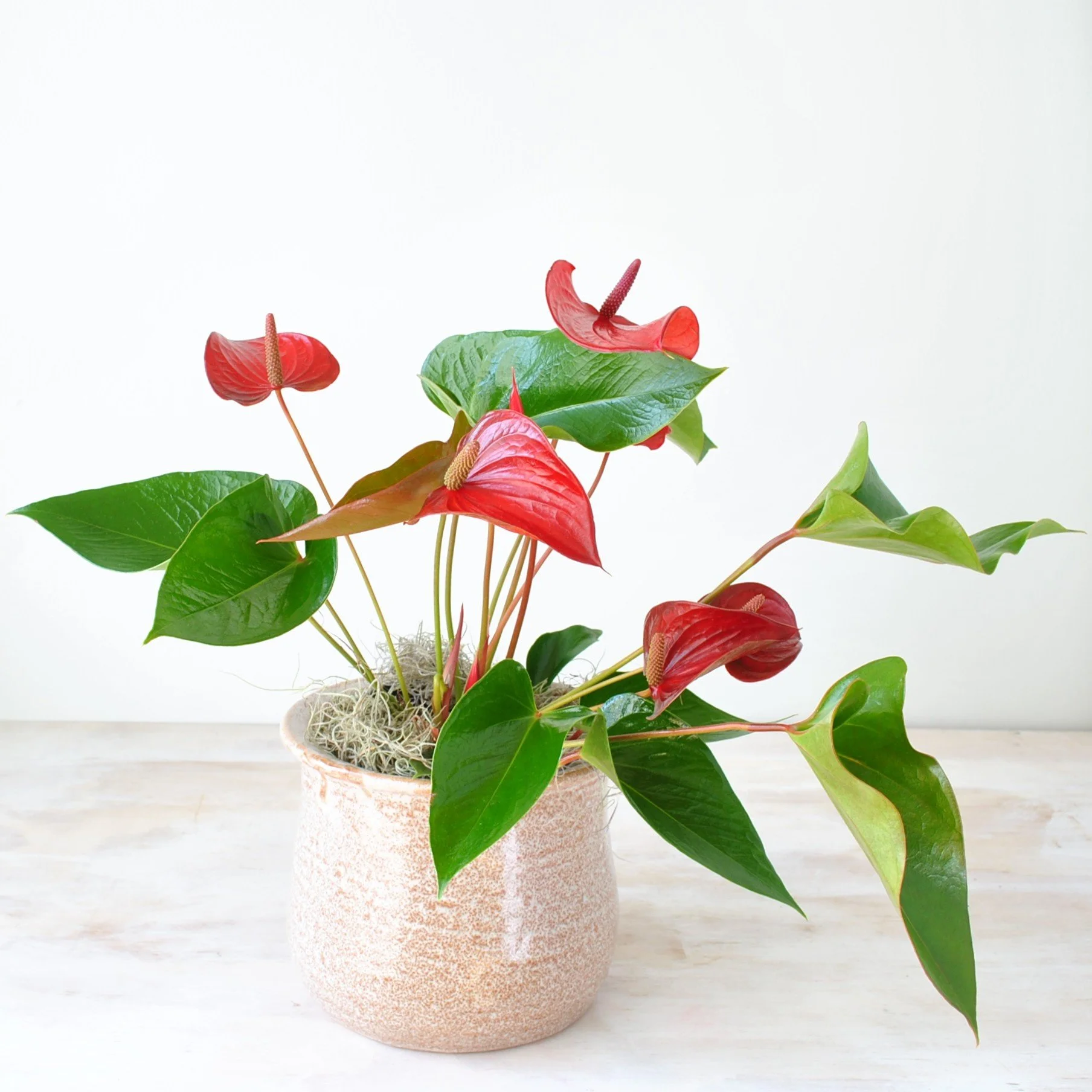 unique houseplant plant shops in downtown boston