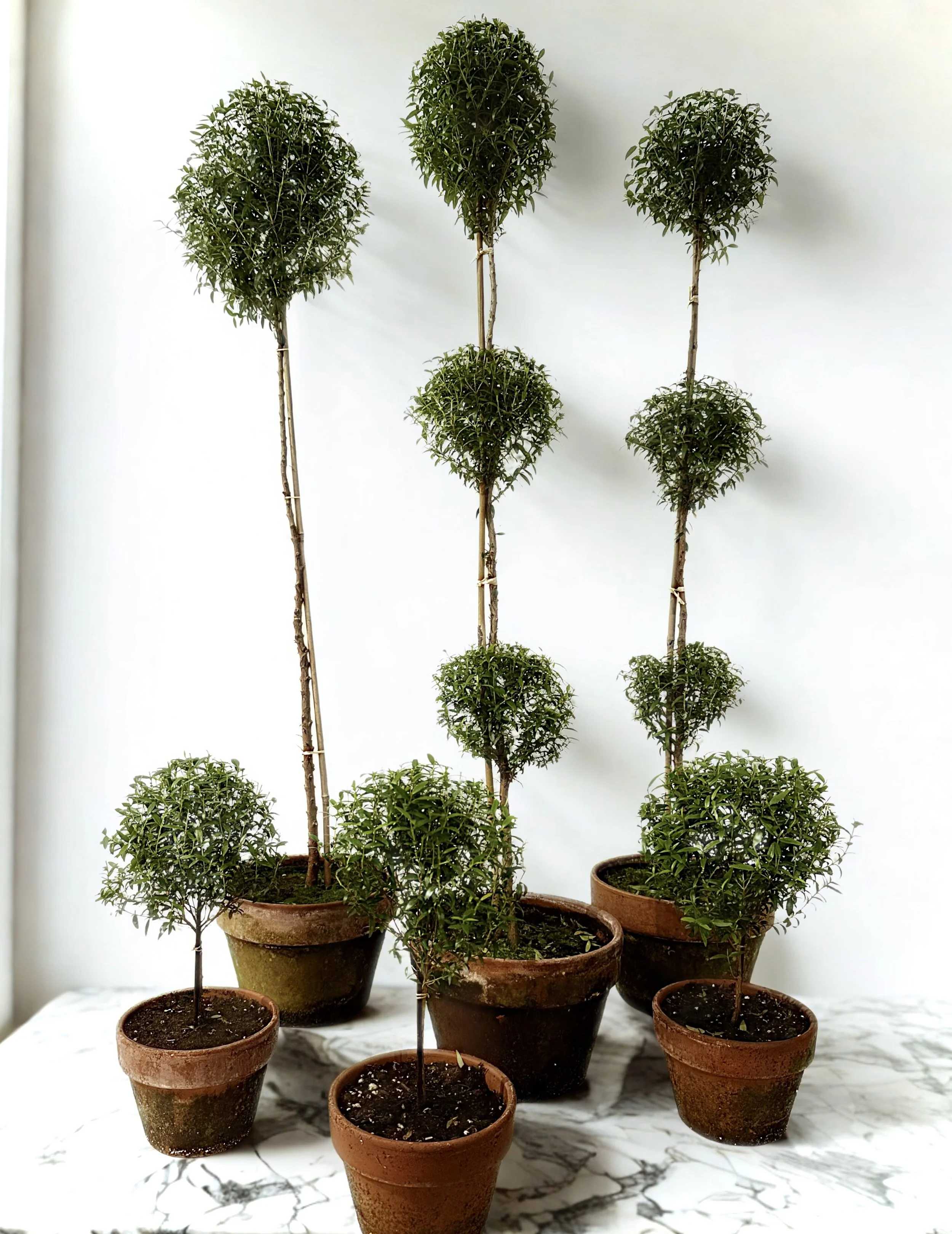 myrtle topiary tree unique plants boston ma