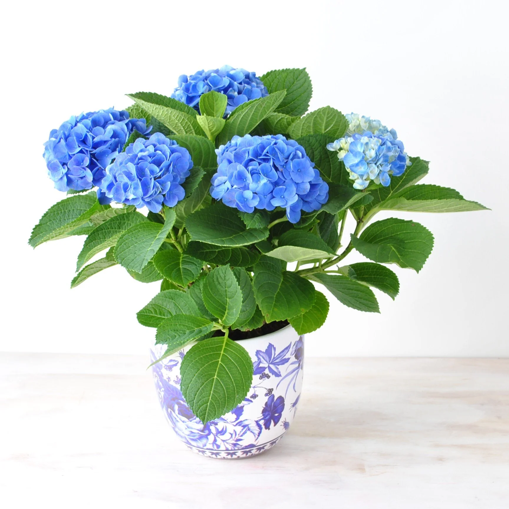 hydrangea pickup and delivery mothers day plants in boston (Copy)