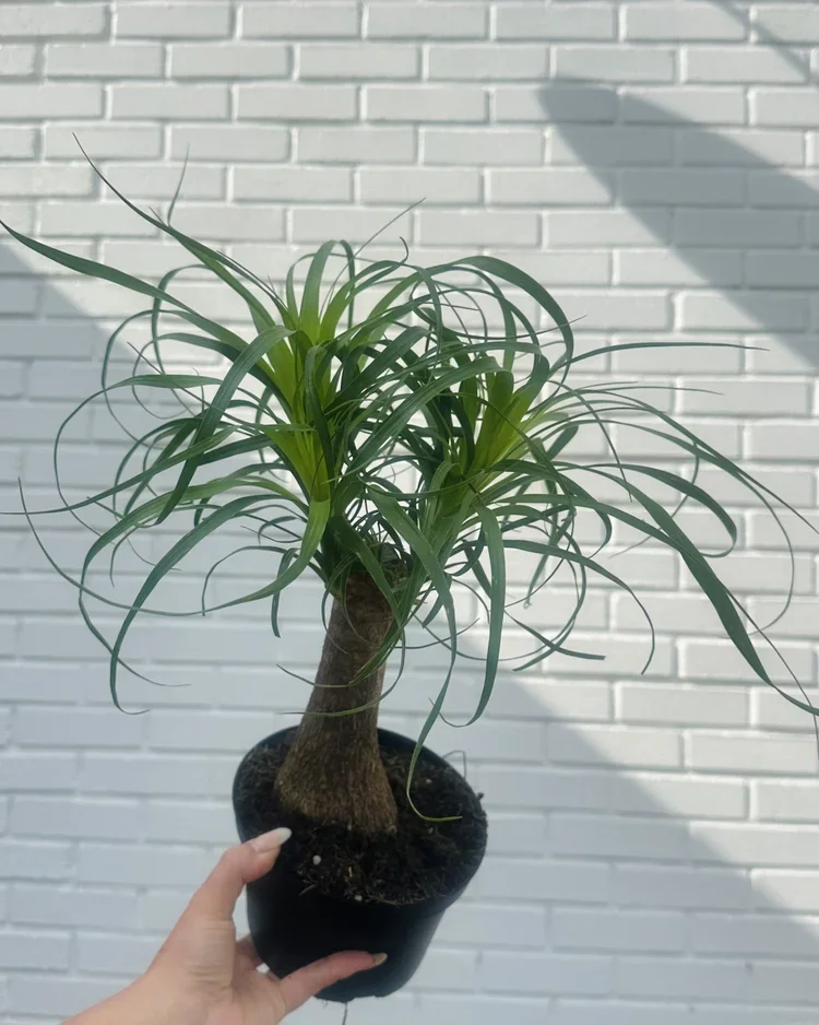 Ponytail Palm