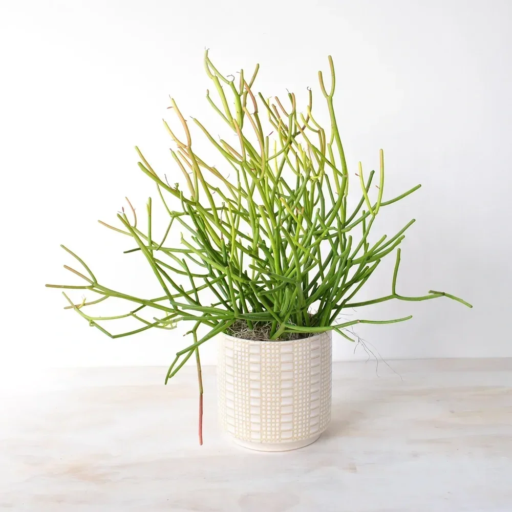 Low Maintenance Plants in Boston