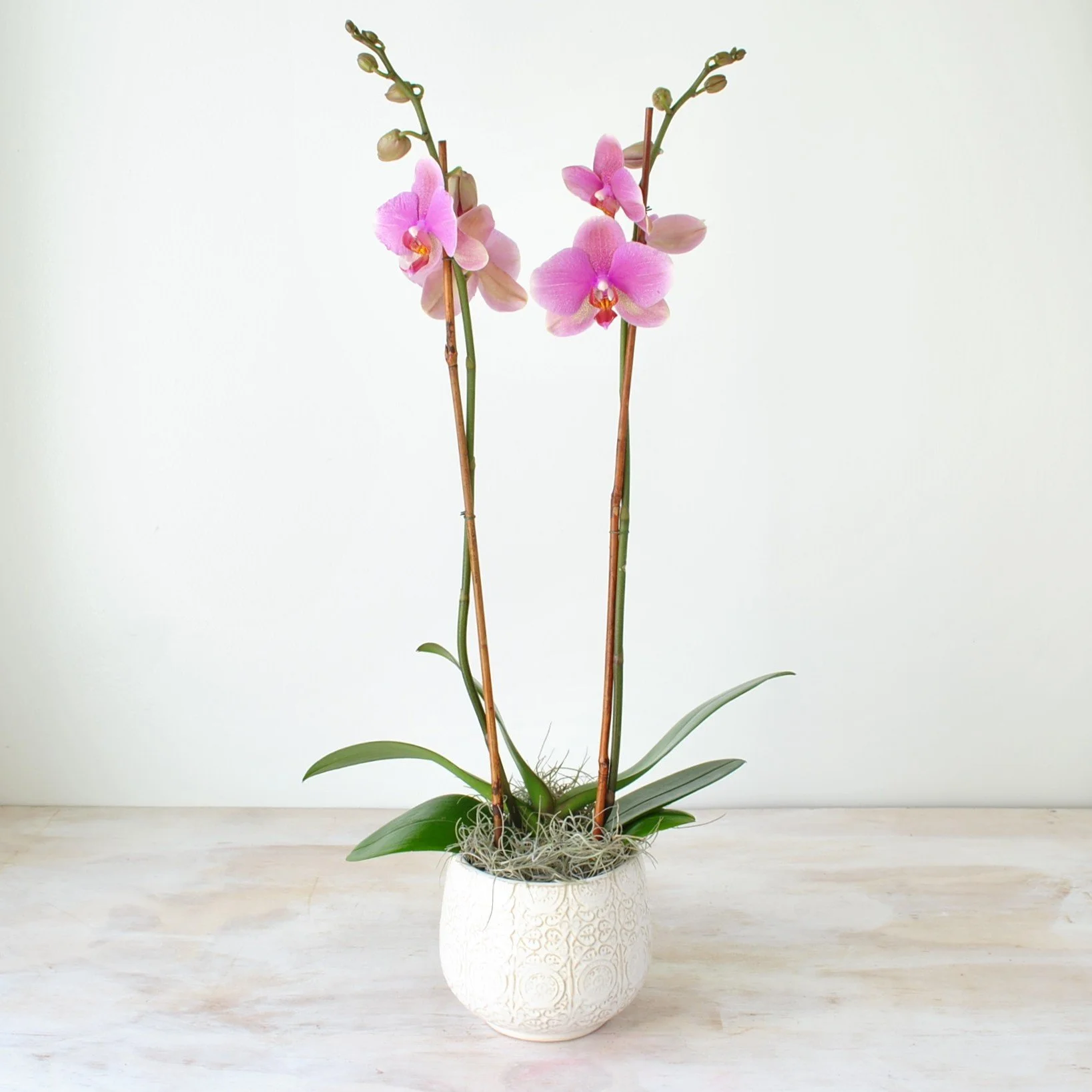 orchid plants delivered same day boston ma