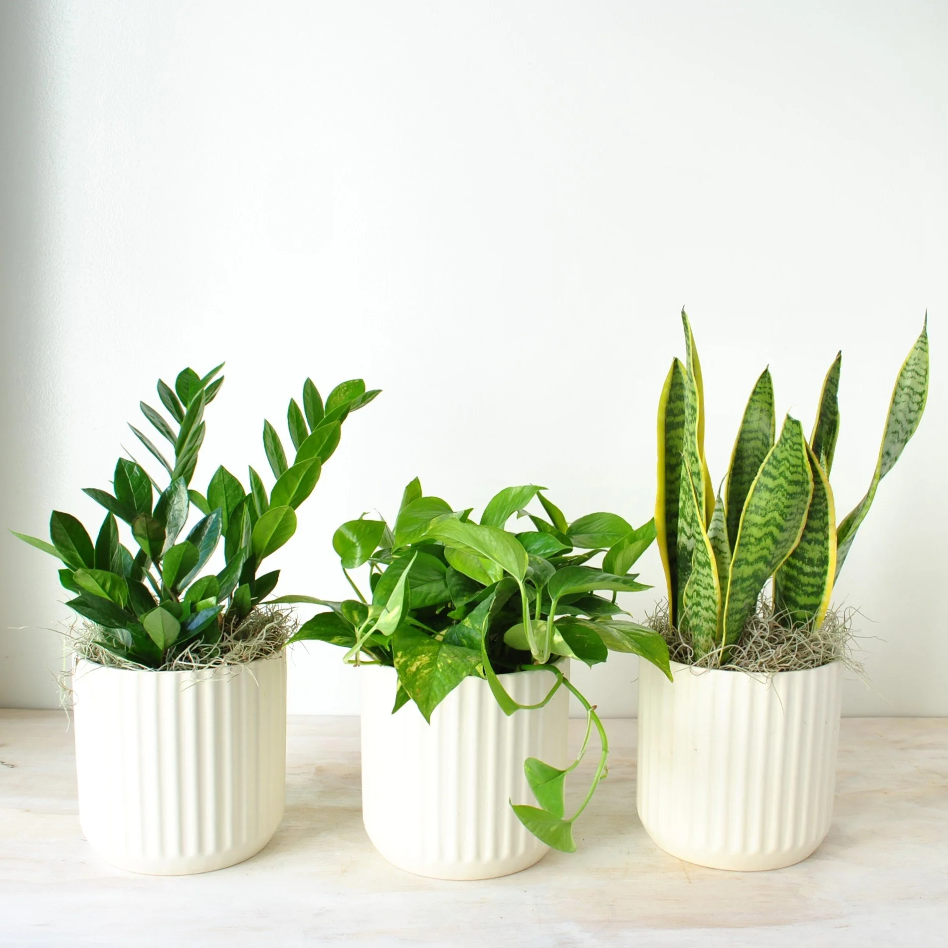 Easy Care Trio