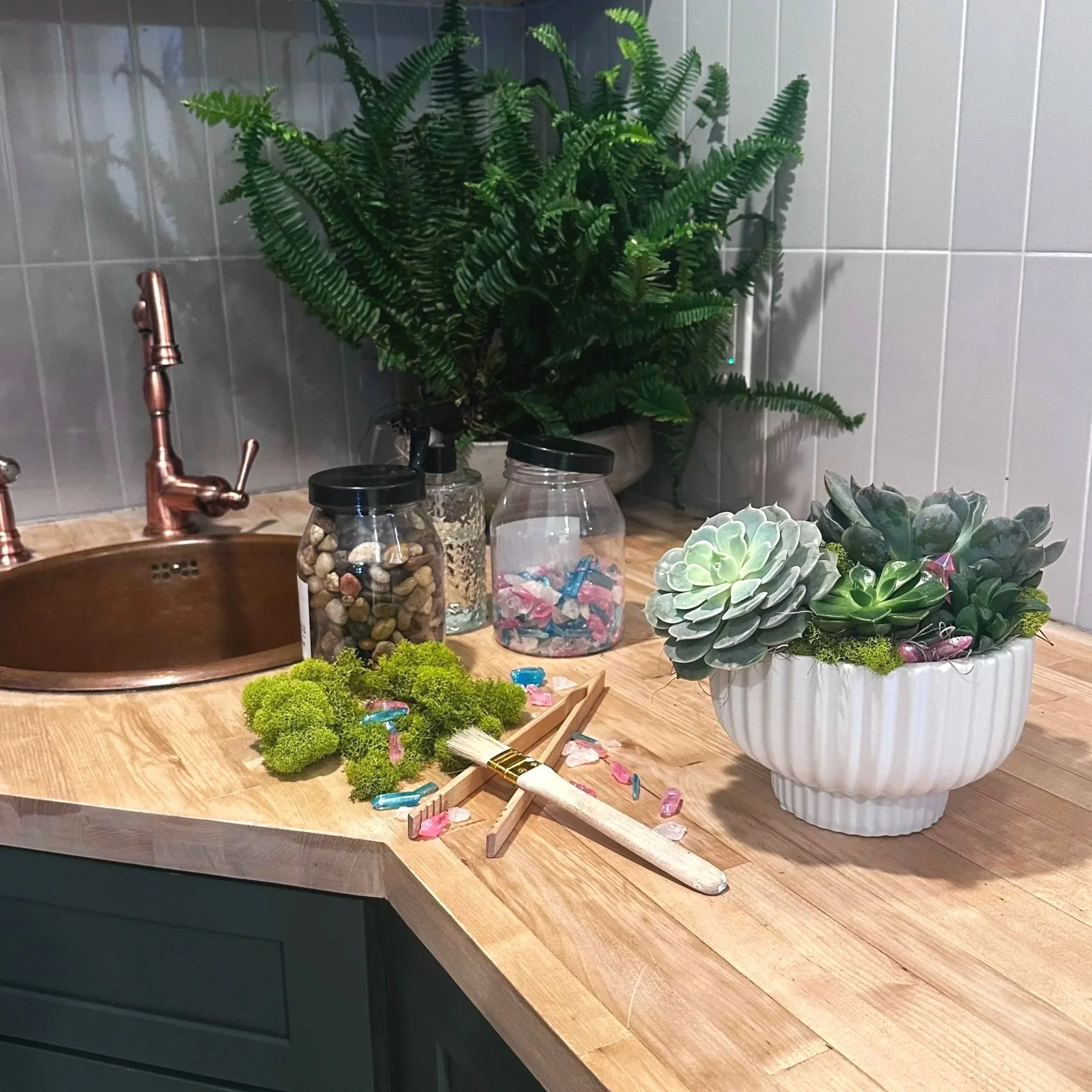 Succulent workshops available in store