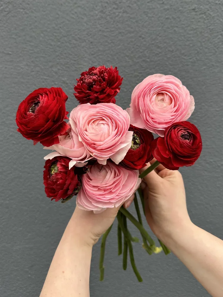 Ranunculus