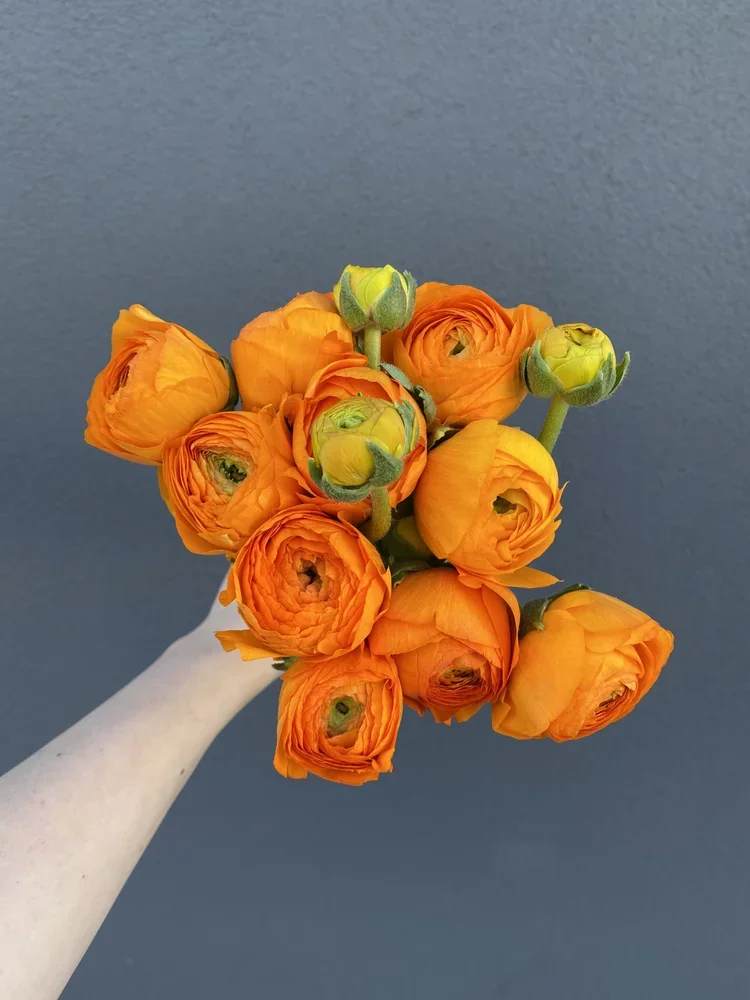 Ranunculus 2