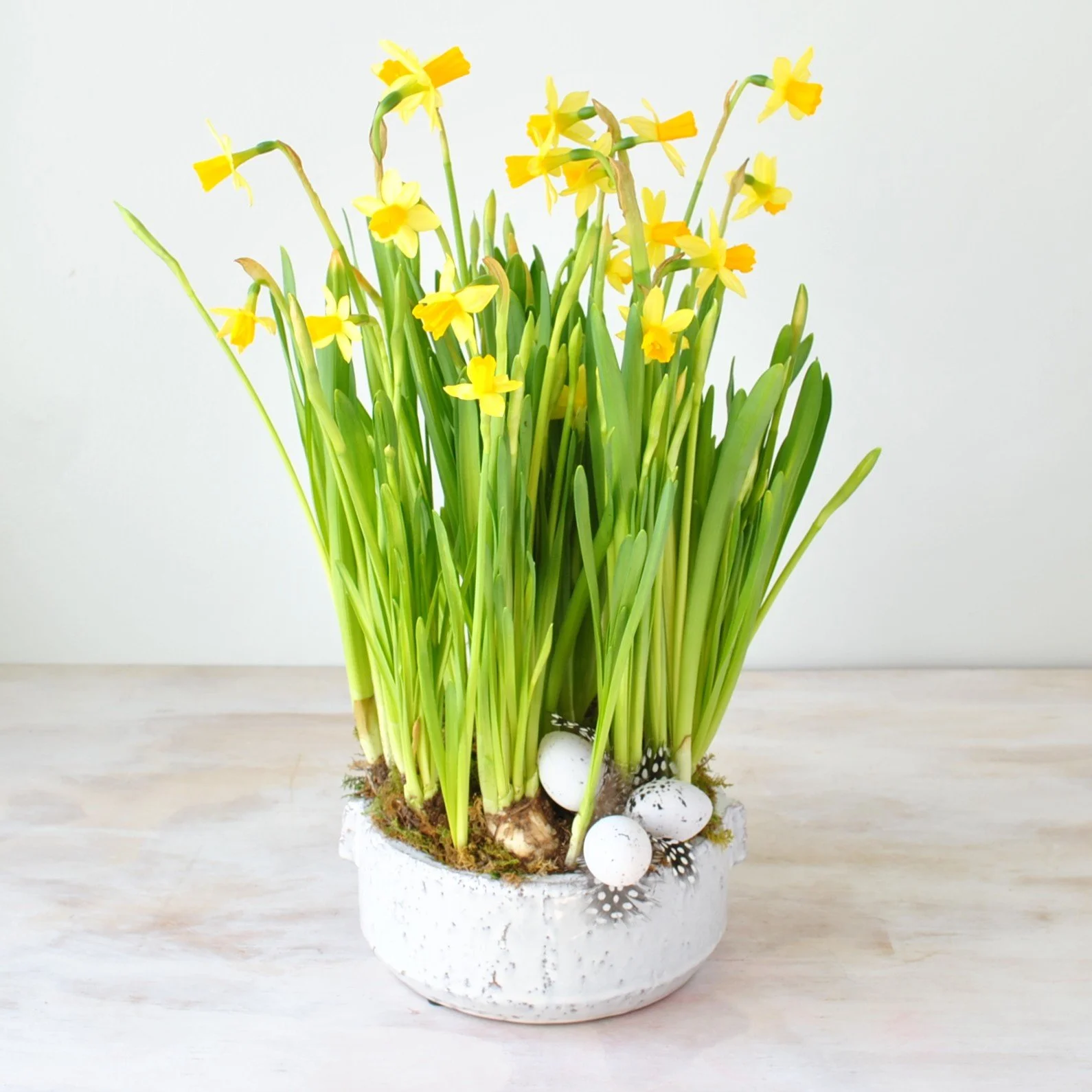 Daffodil Boston Delivery