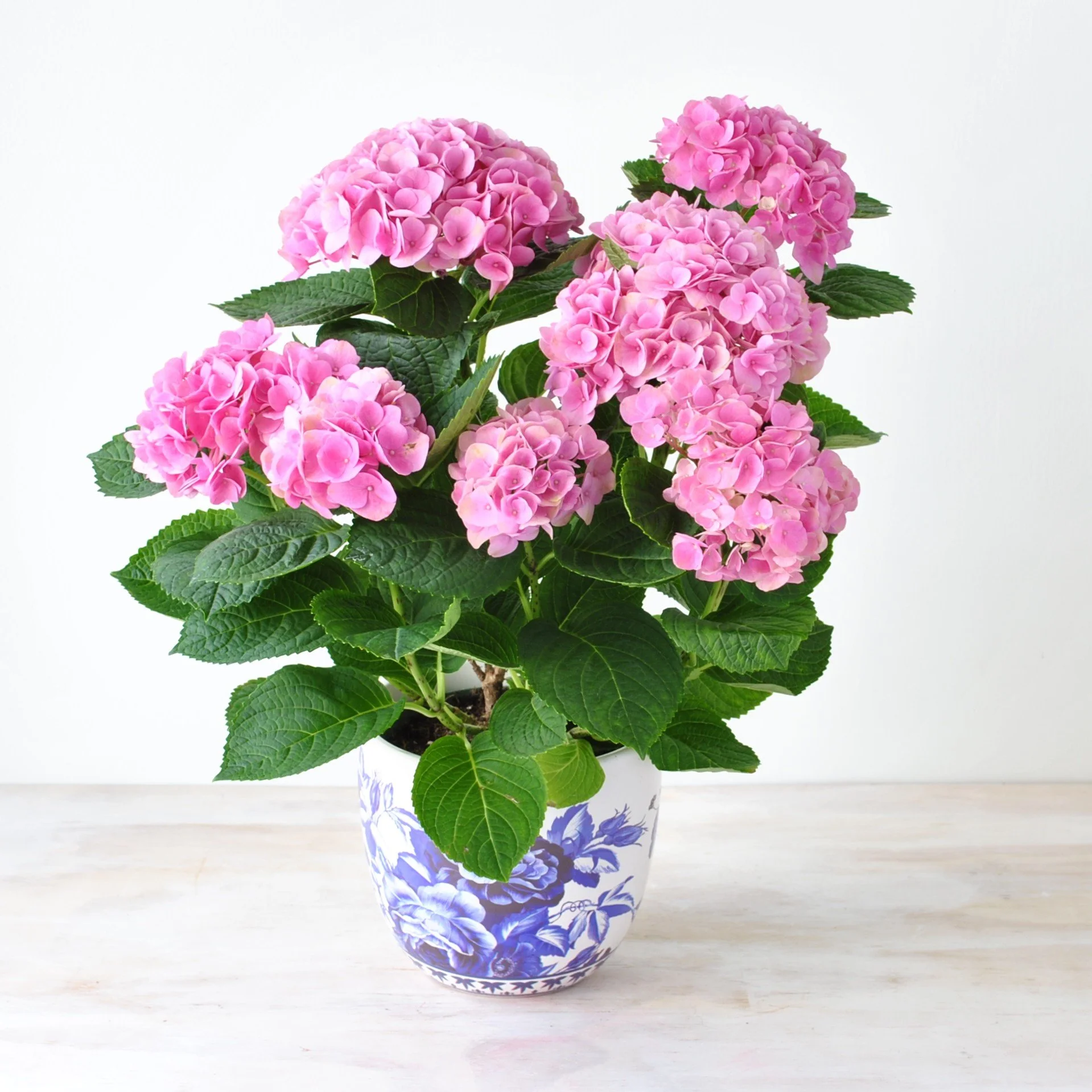 Hydrangea Plant