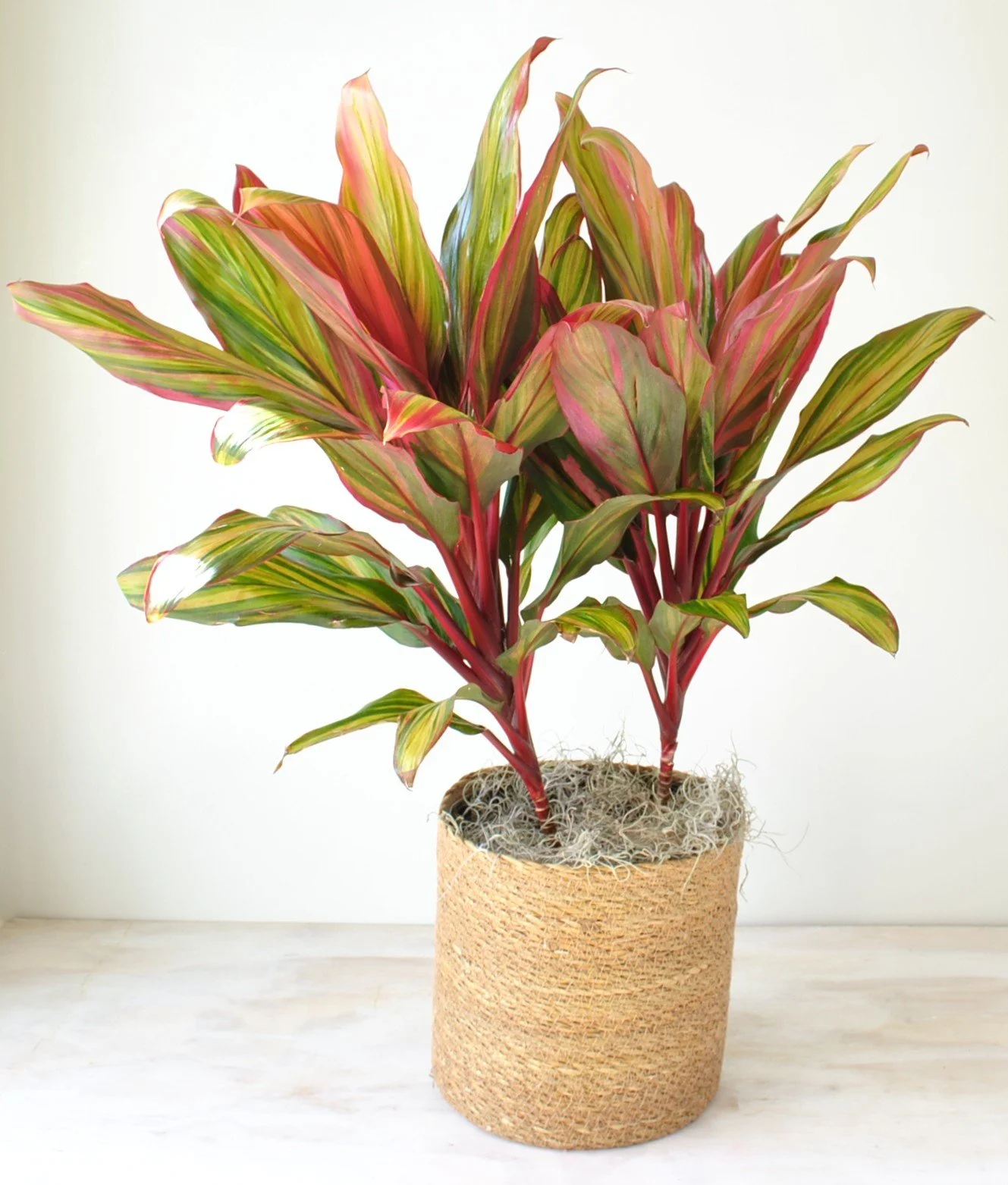 plants for delivery and pickup in boston ma