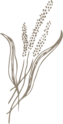 Illustration of wheat stalks with grains and leaves