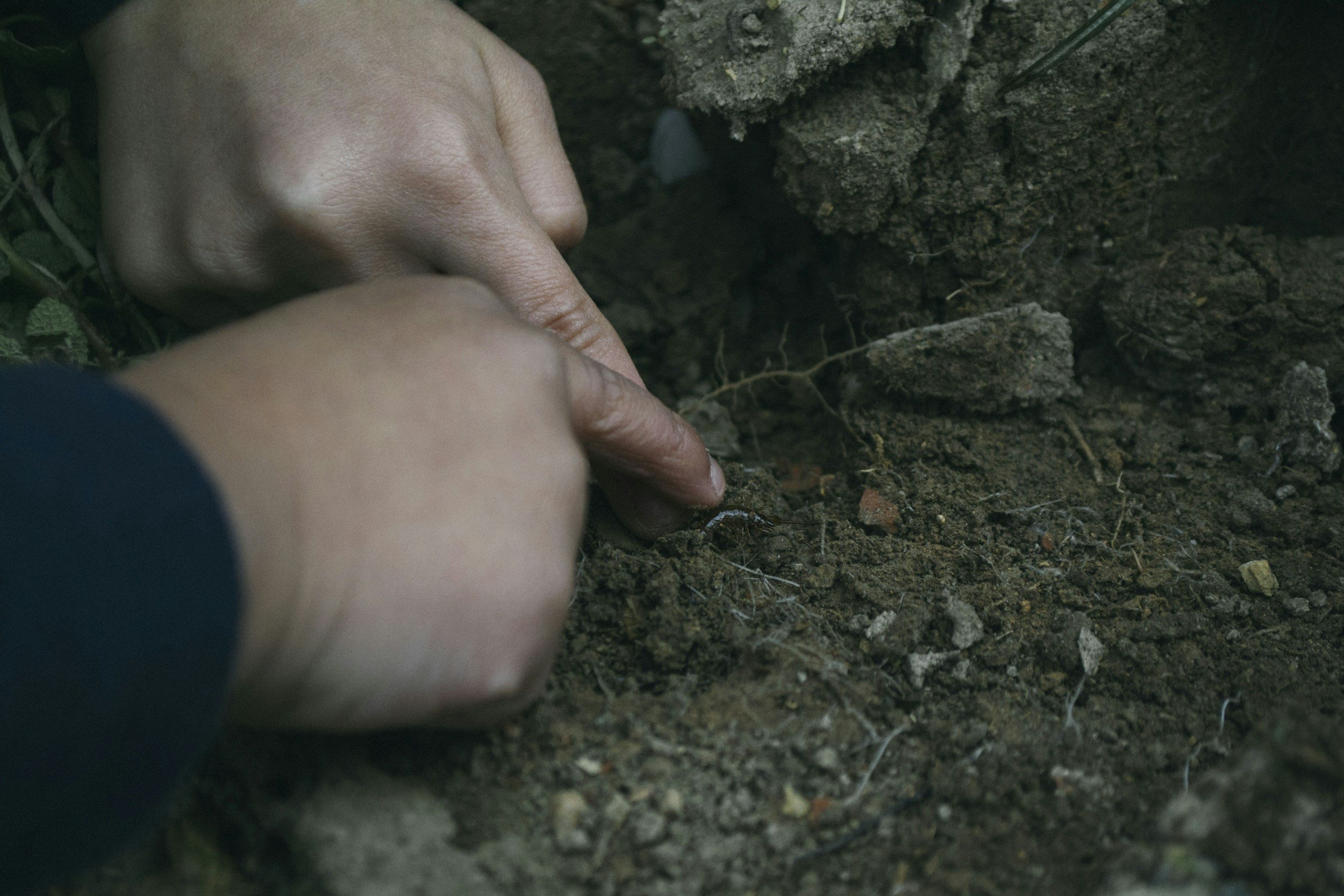 Two hands dig into soil or dirt, possibly planting something or examining the ground.