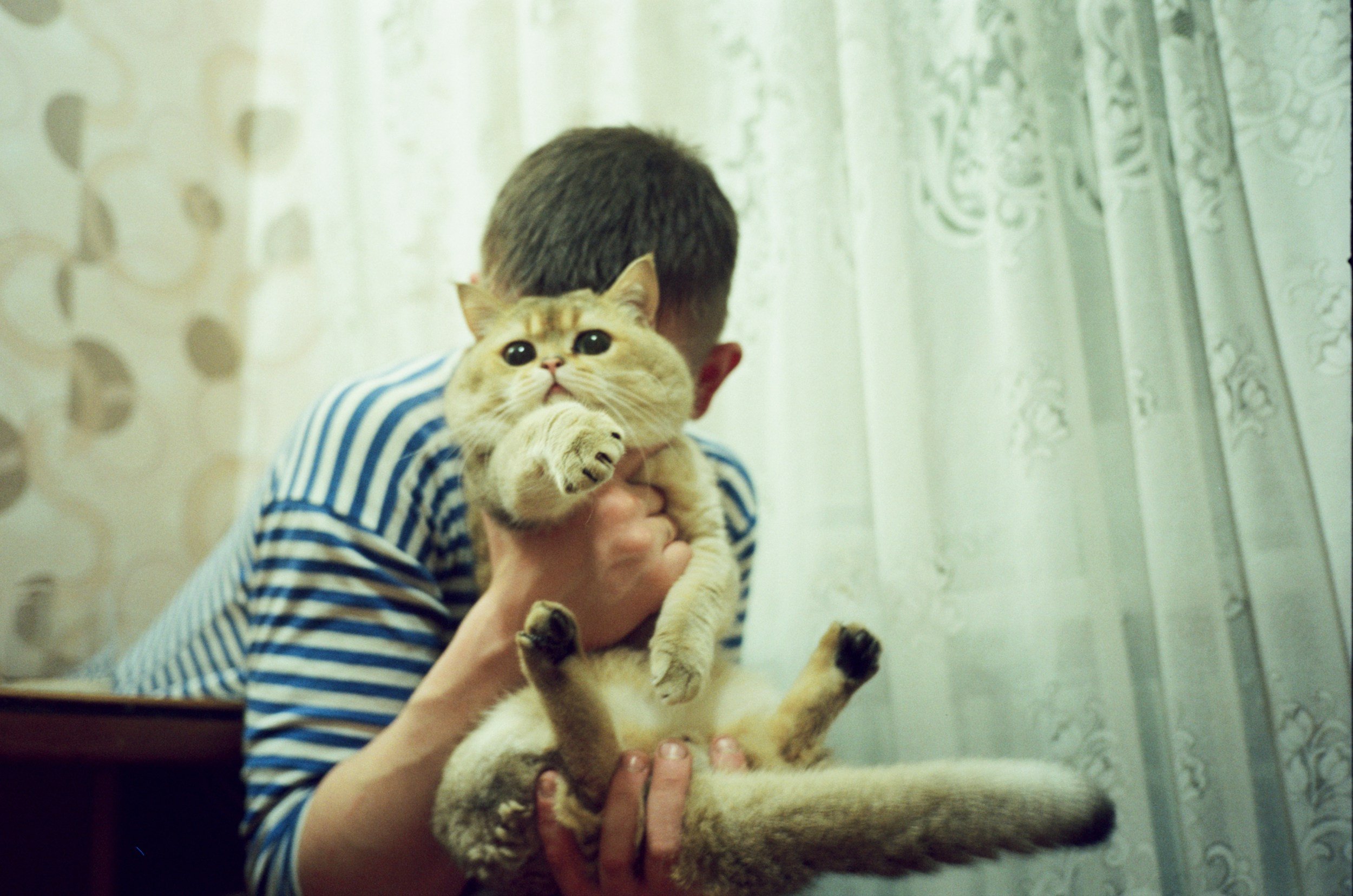 A person holding a fluffy, light-colored cat with big eyes and a surprised expression in front of a curtain.