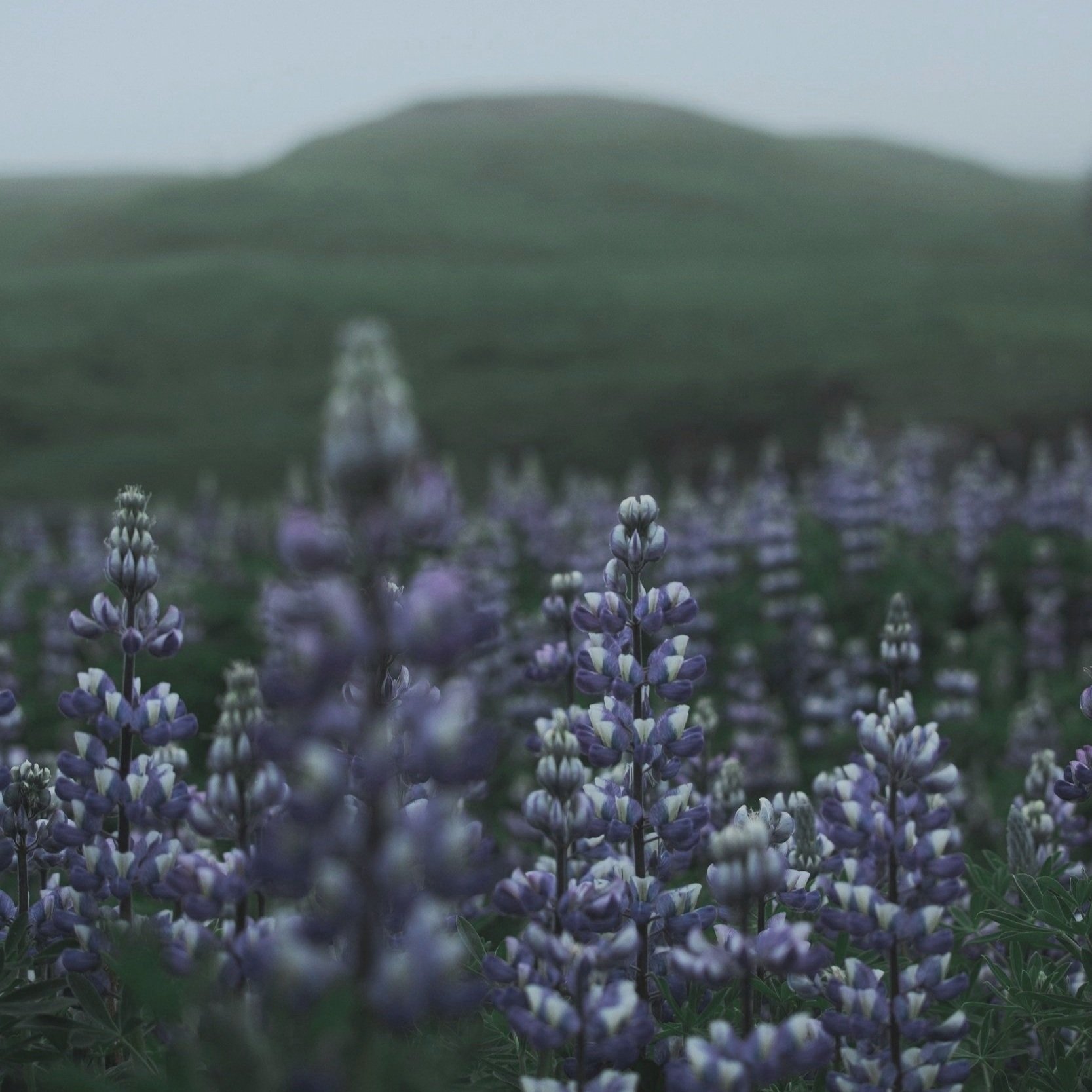 A field of purple and white flowers with a blurred green hill in the background.