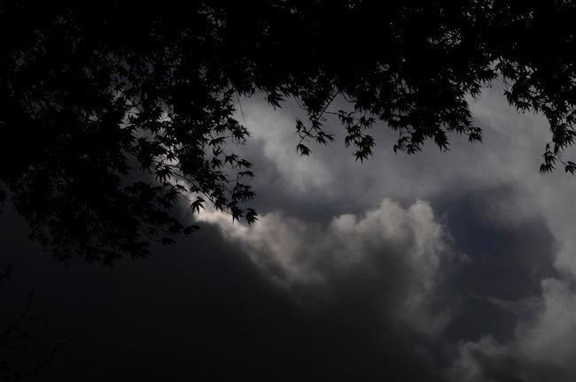 Dark cloudy sky seen through the silhouette of tree branches and leaves.