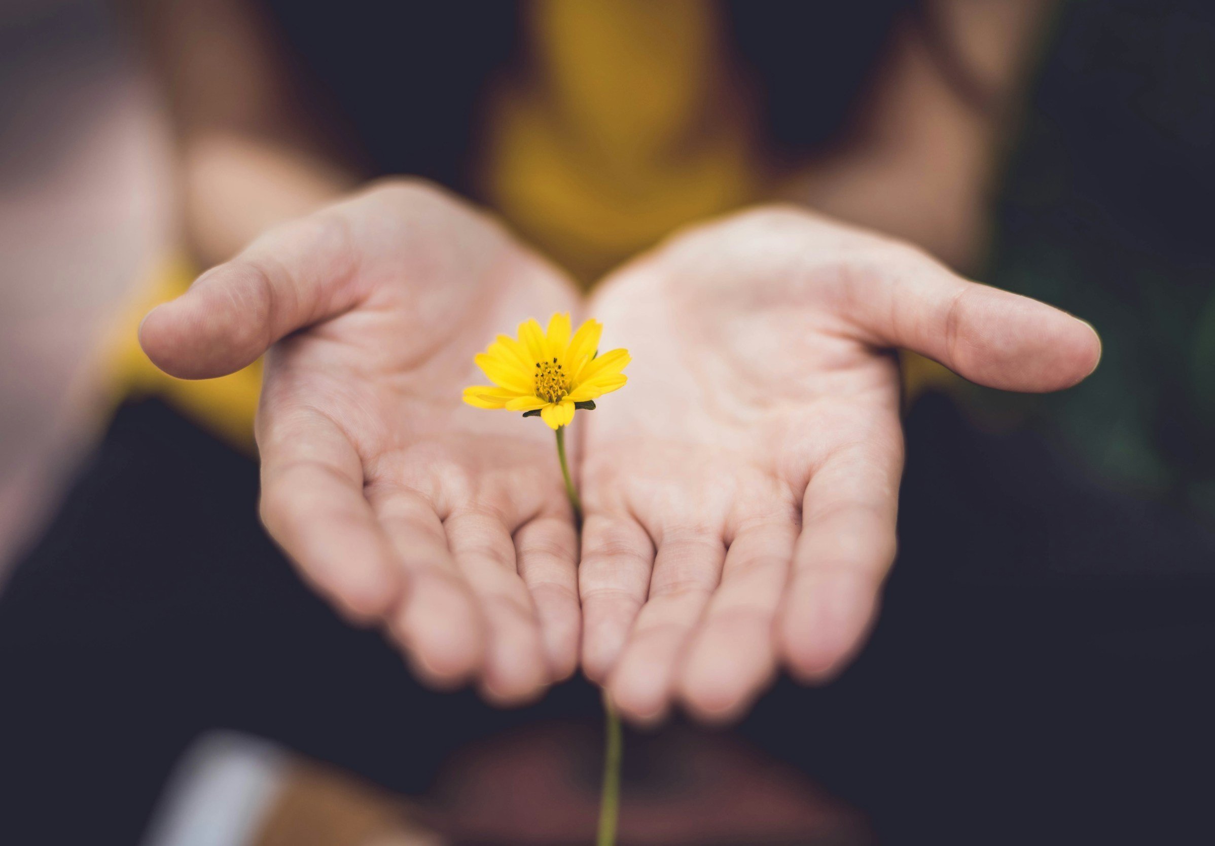 Close-up of two hands gently holding a small yellow flower with a dark background.