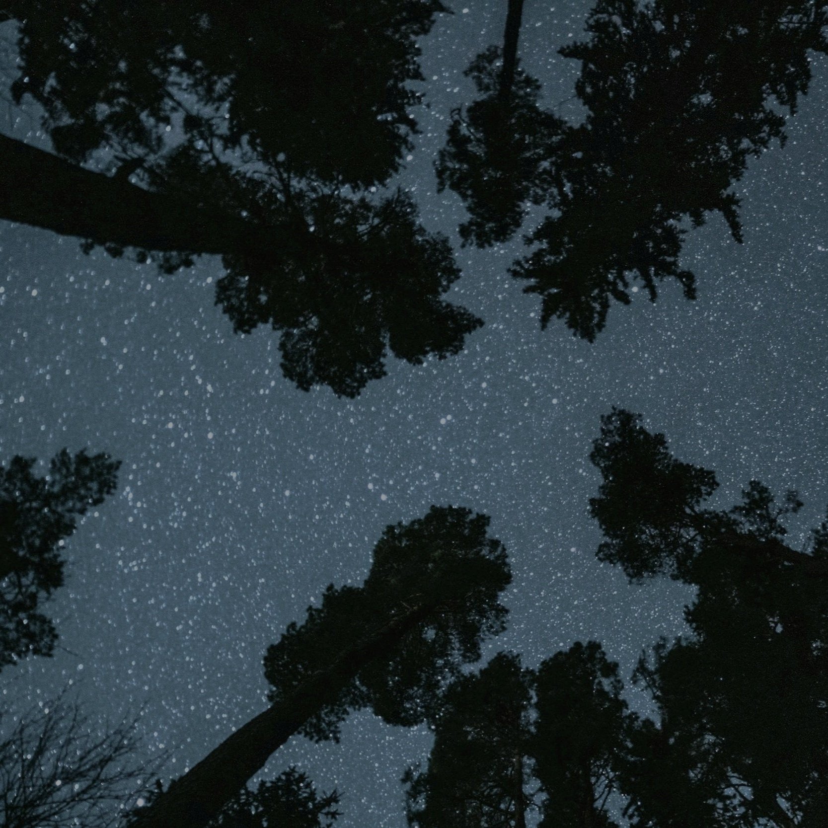 Night sky filled with stars, viewed through tall trees with dark silhouettes.