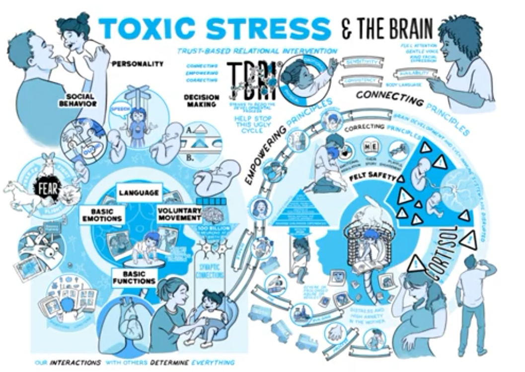 "TBRI® Animate: Toxic Stress & The Brain" from the Karyn Purvis Institute of Child Development