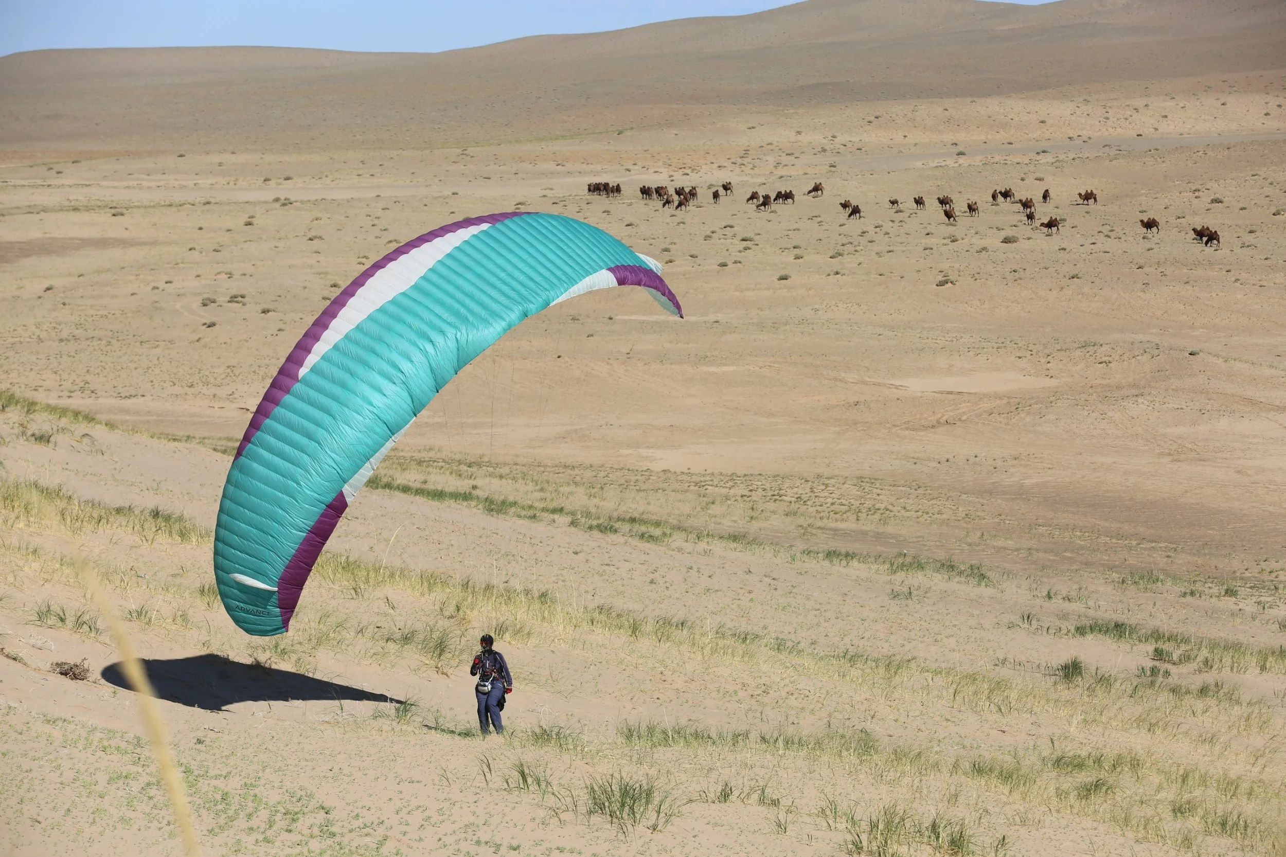 A person parasailing in a colorful parachute over a desert landscape with camels in the background.