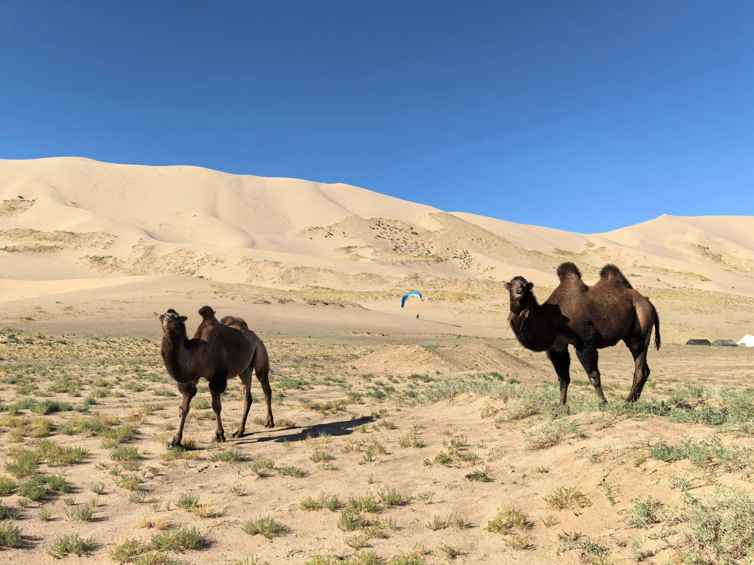 Two Bactrian camels below the Gobi sand dunes, with a paraglider launching behind them
