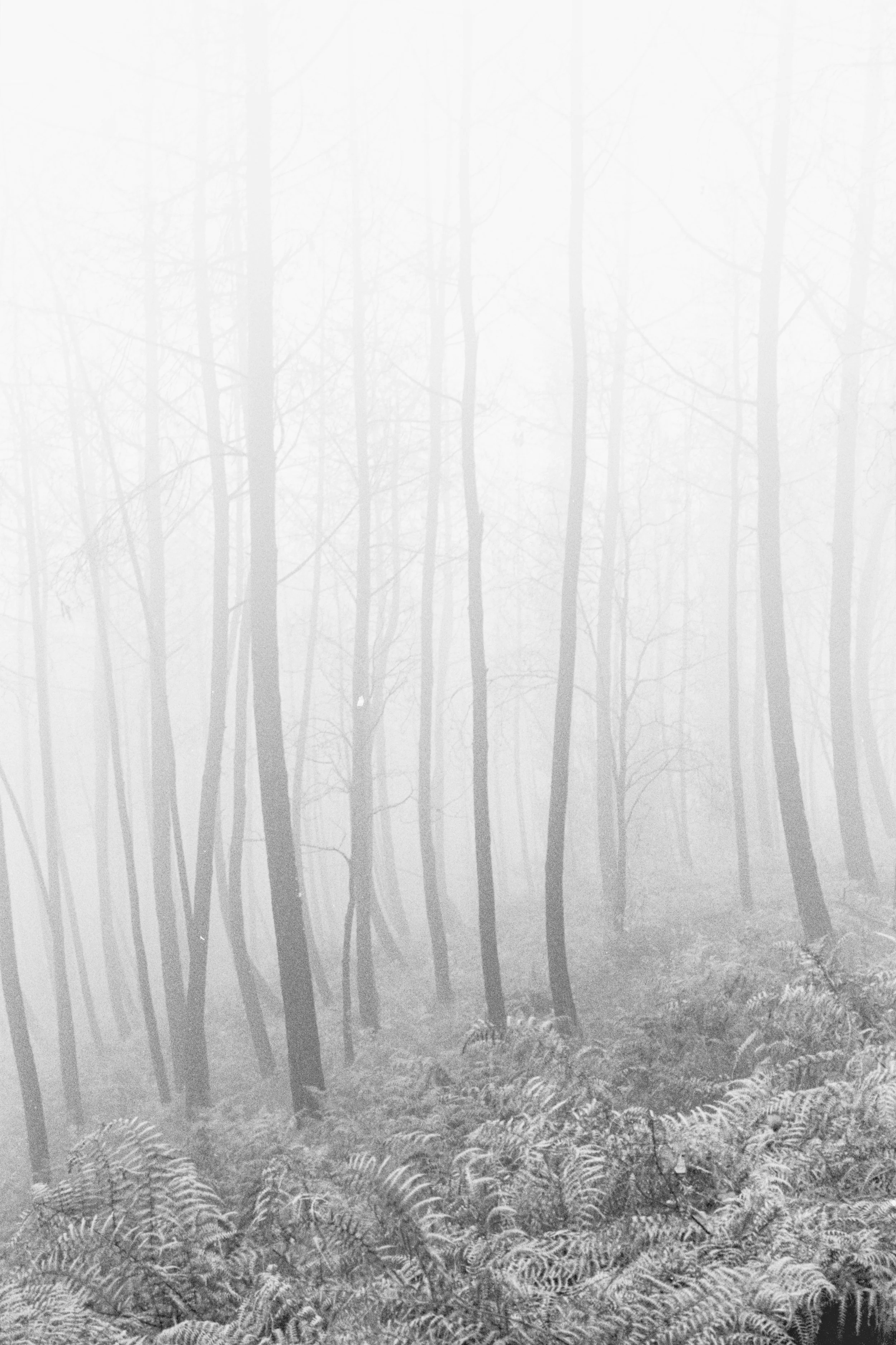 Untitled (50aaa).jpg