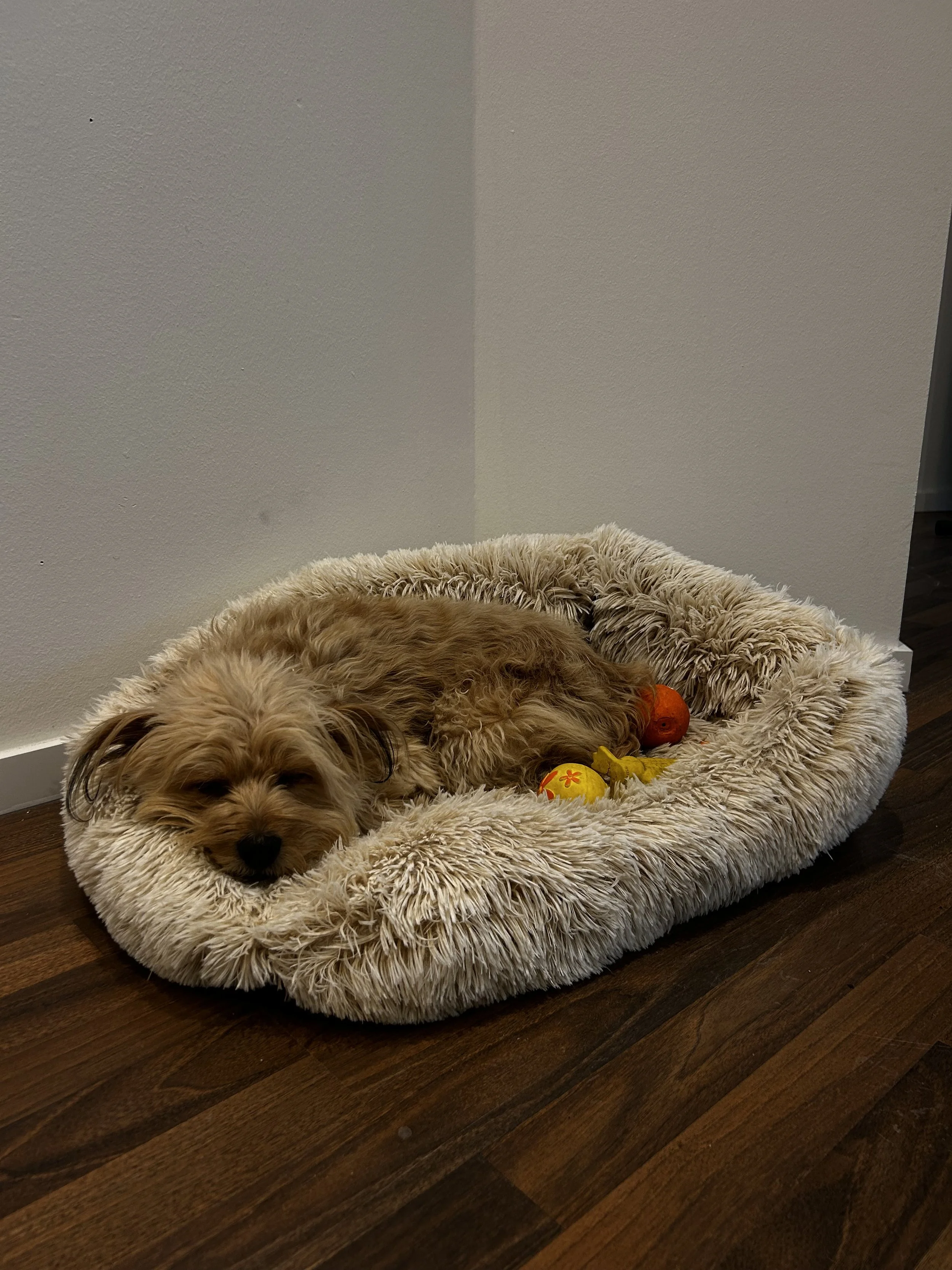 Ein kleiner Hund liegt auf einem weichen, beige pelzigen Hundebett mit einigen Spielzeugen. Der Hund ist braun mit Locken und hat seine Augen geschlossen.