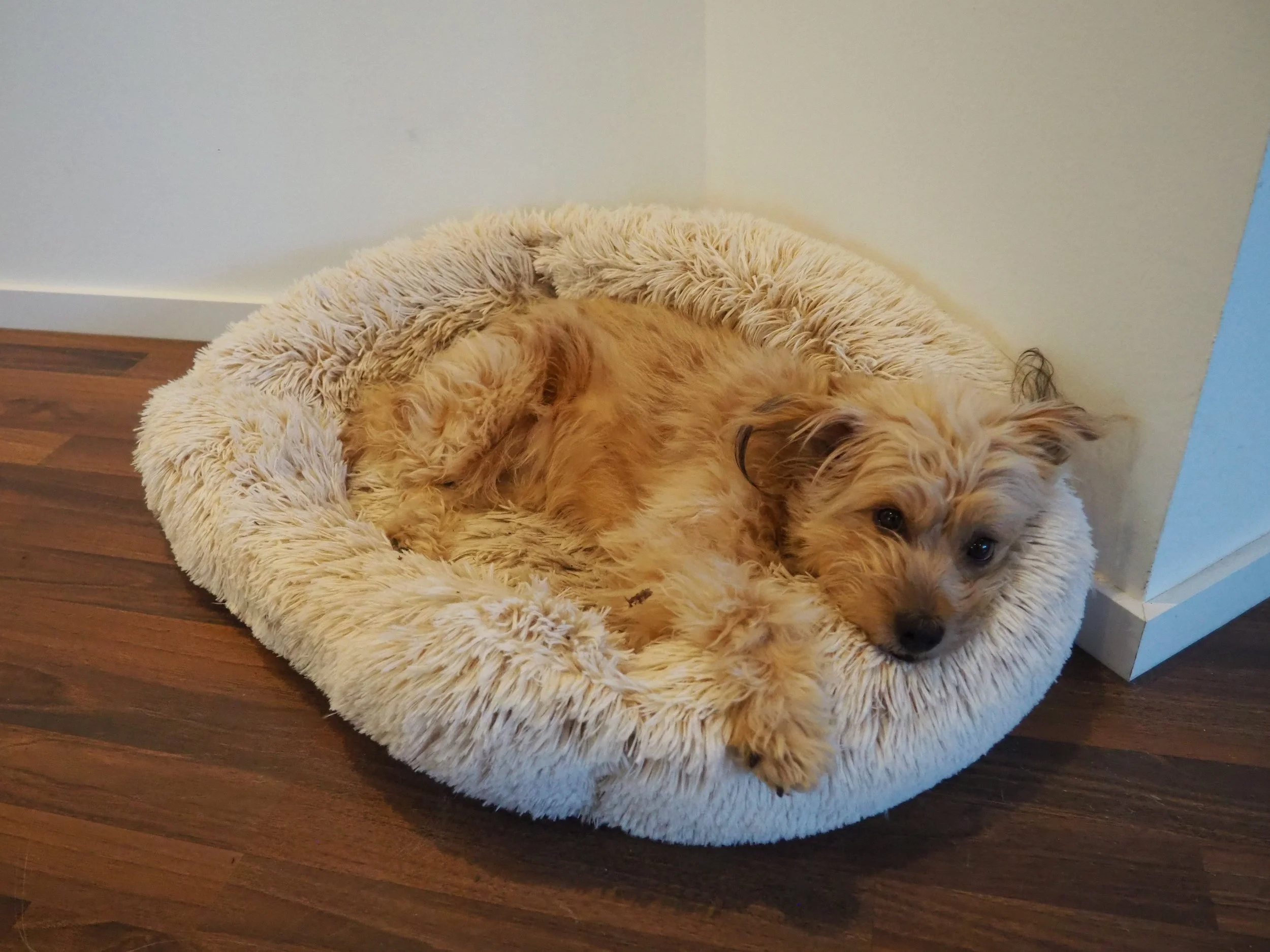 Ein kleiner, lockiger Hund liegt entspannt in einer runden, flauschigen Haustierbett auf einem Holzboden in einer Ecke eines Zimmers.