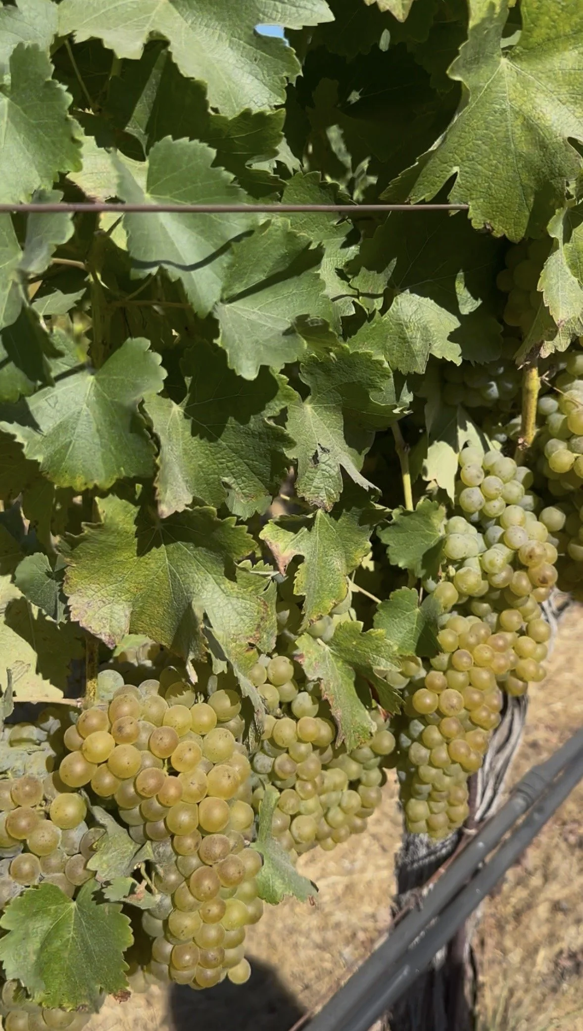 The Story Behind our Sauvignon Blanc from Chalk Hill AVA