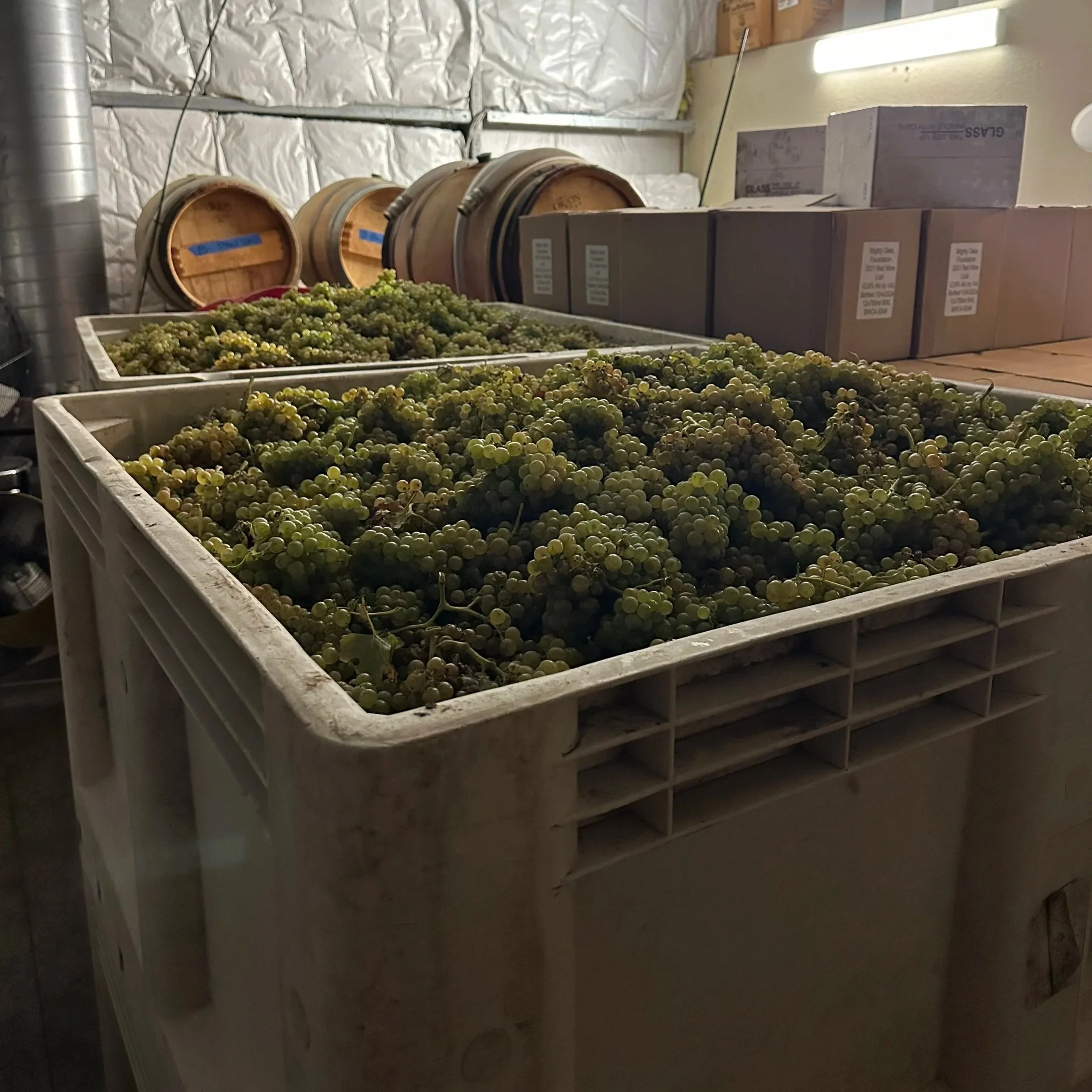 Harvest at Dawn: A Grenache Blanc Story from Lodi AVA