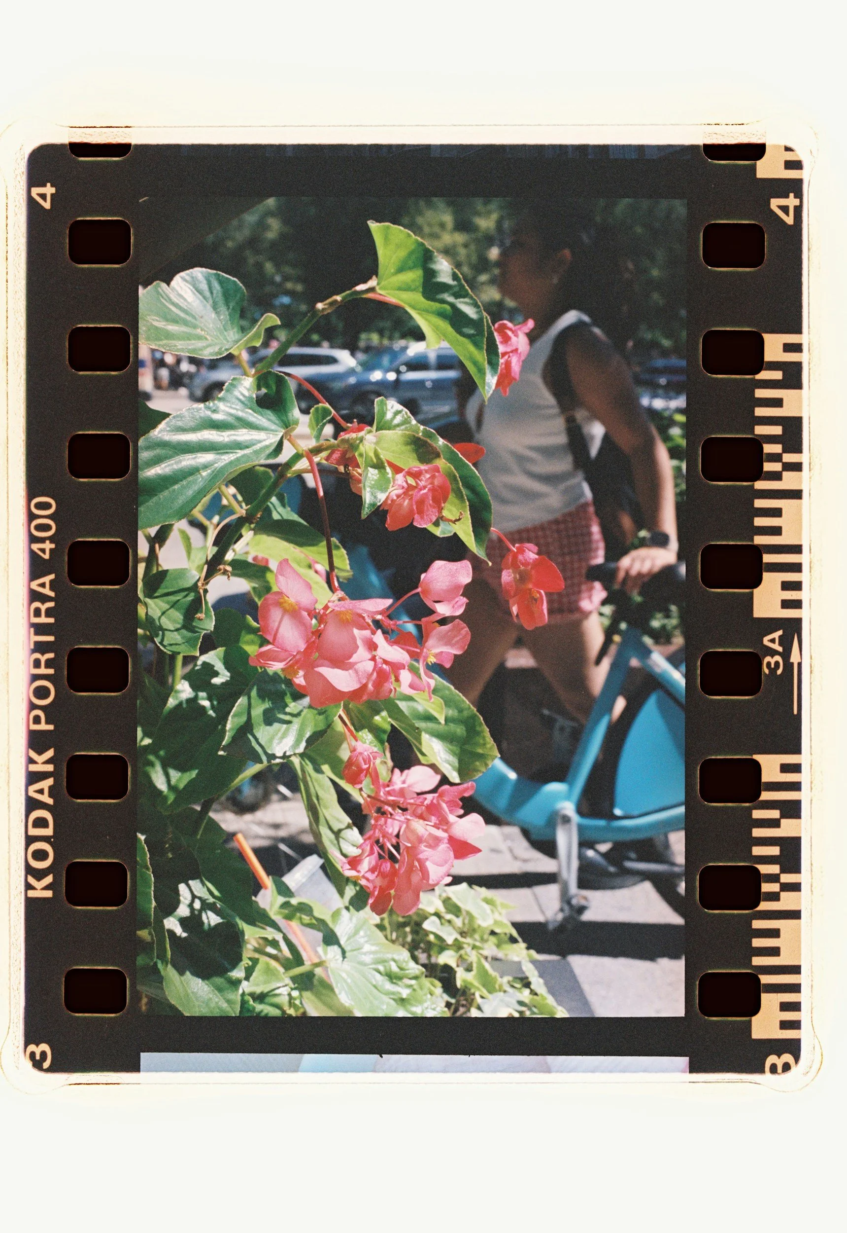 Close-up of pink flowers and green leaves in the foreground, with a person in casual summer attire and a bicycle in the background at an outdoor park or street.