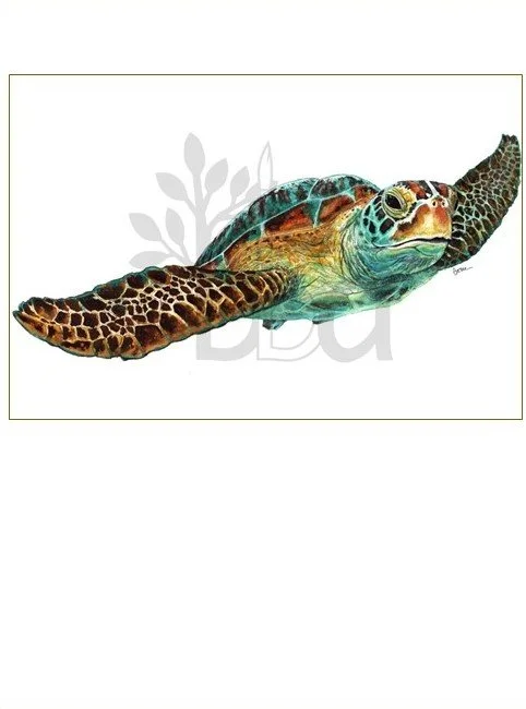 Sea Turtle