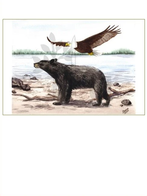 Black Bear and Bald Eagle