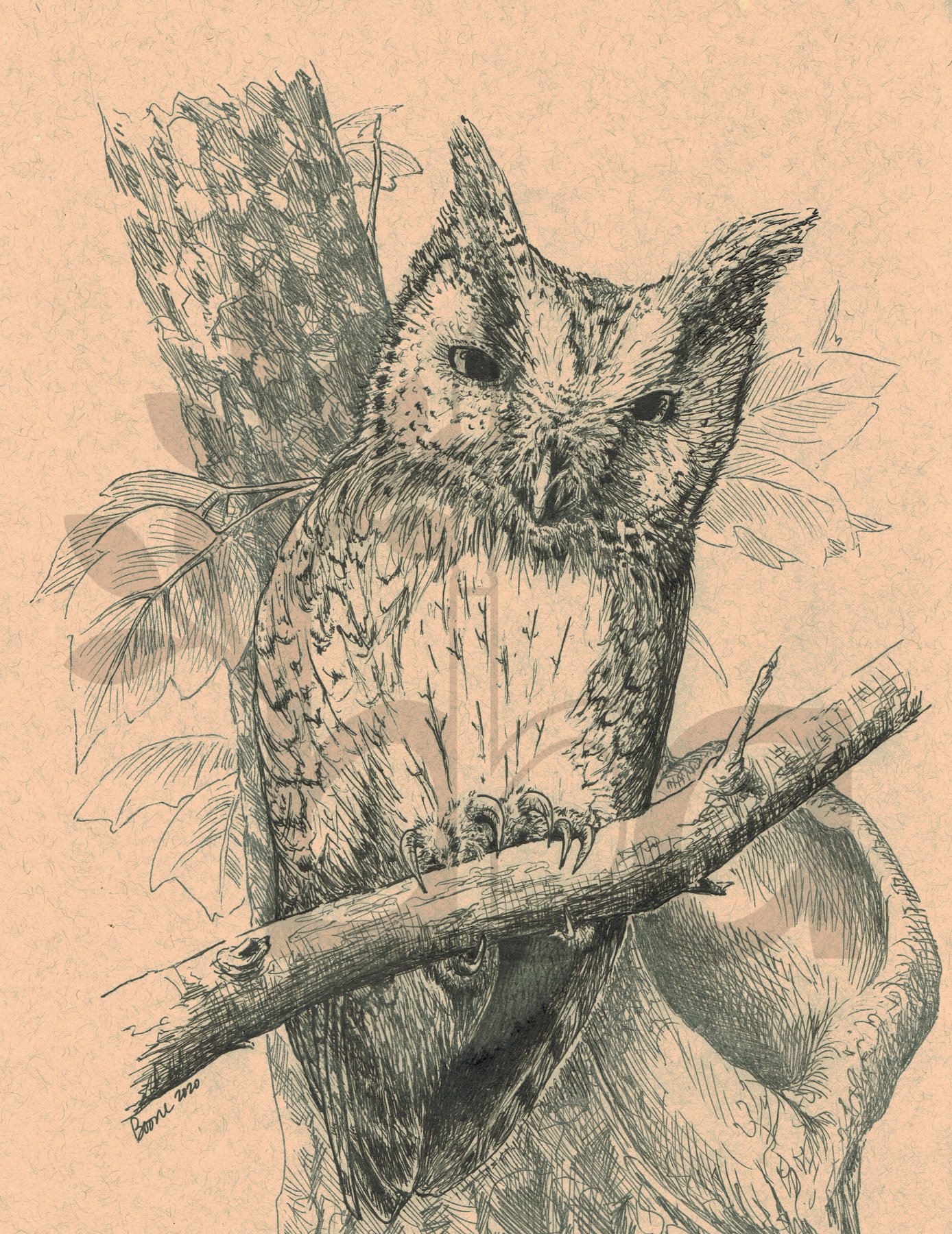 Eastern Screech Owl