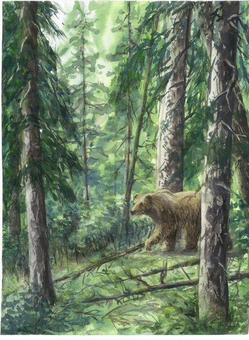 Forest Bear