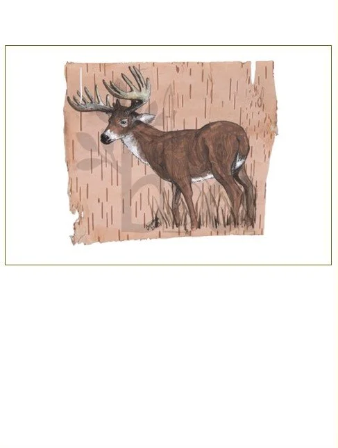 Fourteen-point White Tail, painted on Birch Bark
