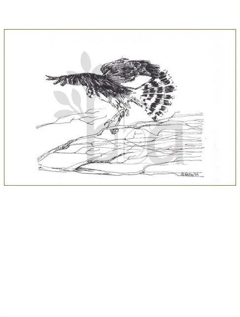 Immature Northern Harrier