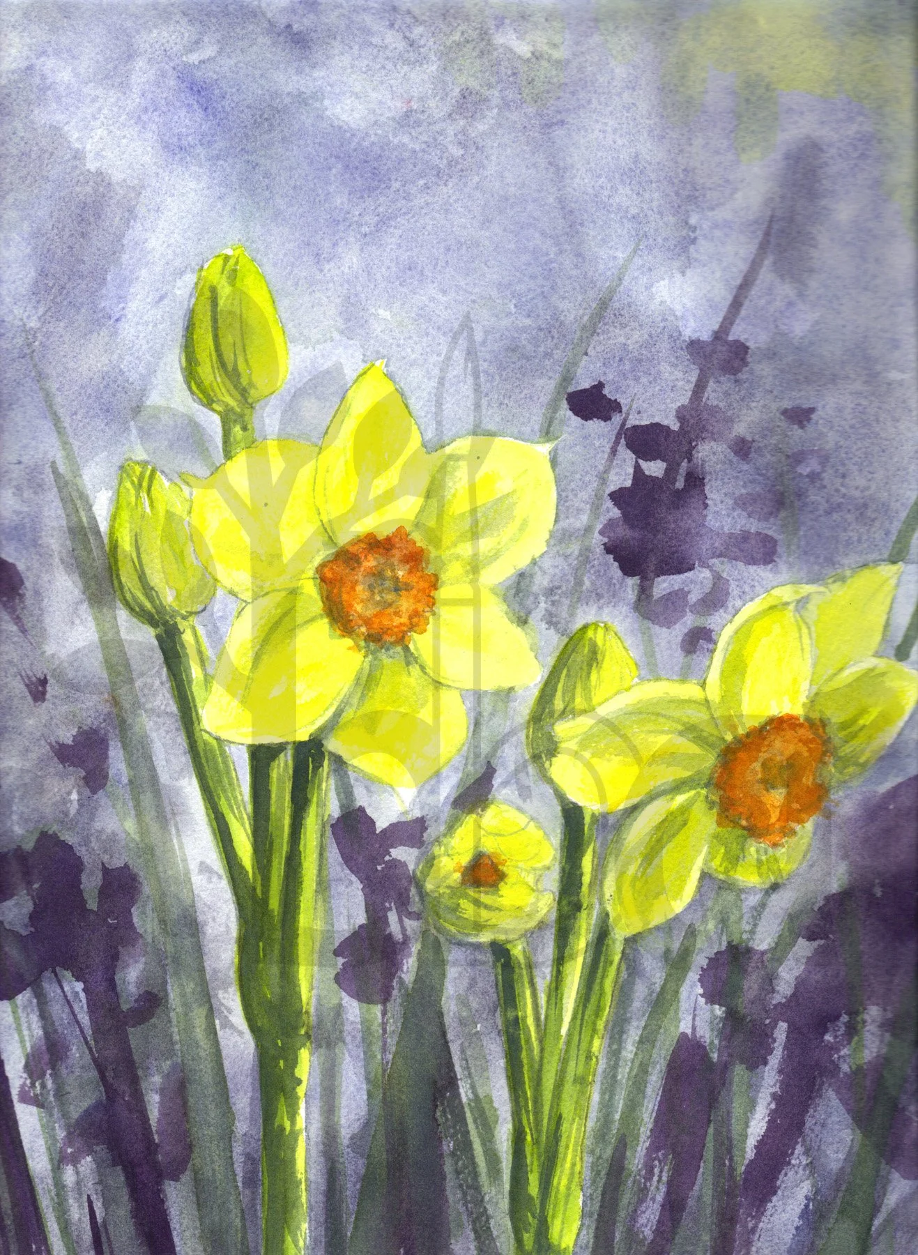 Jonquil Daffodils Evening