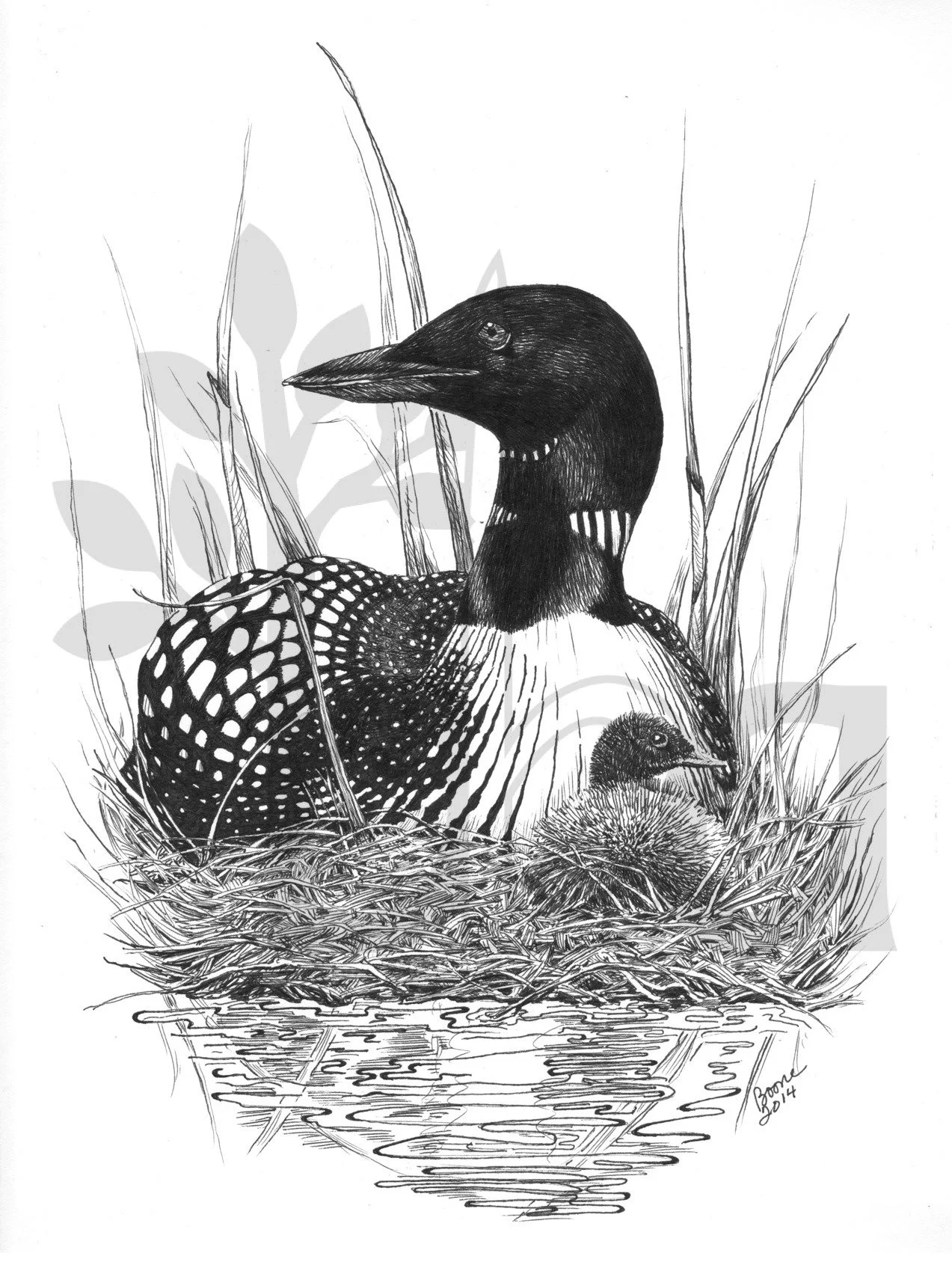 Loon and Chick