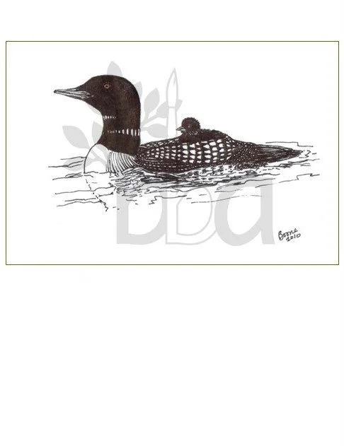 Loon Mother and Chick