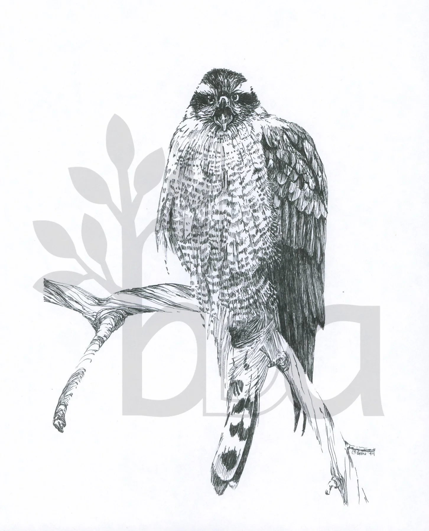 Northern Goshawk