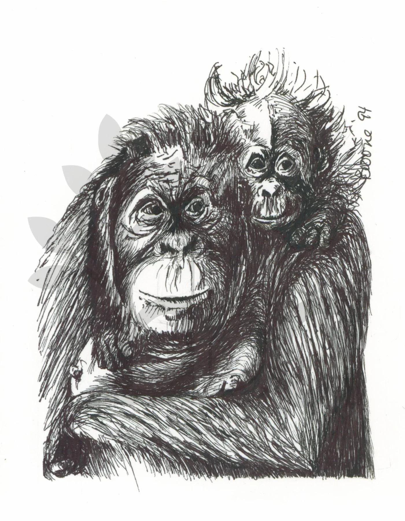 Orangutans