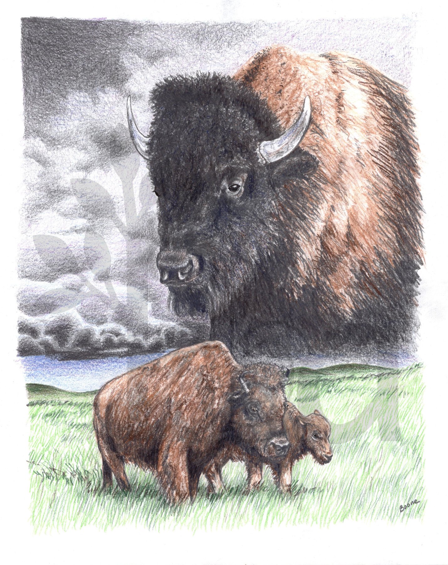 Plains Bison