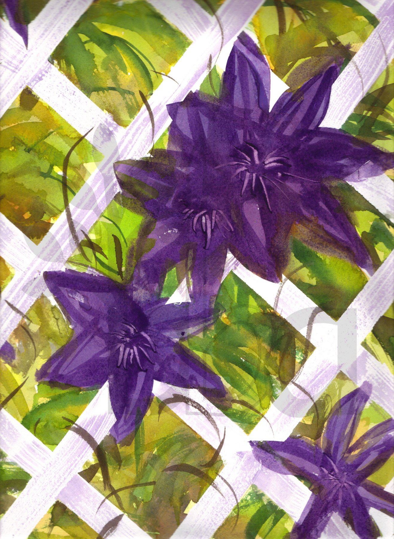 Purple Clematis