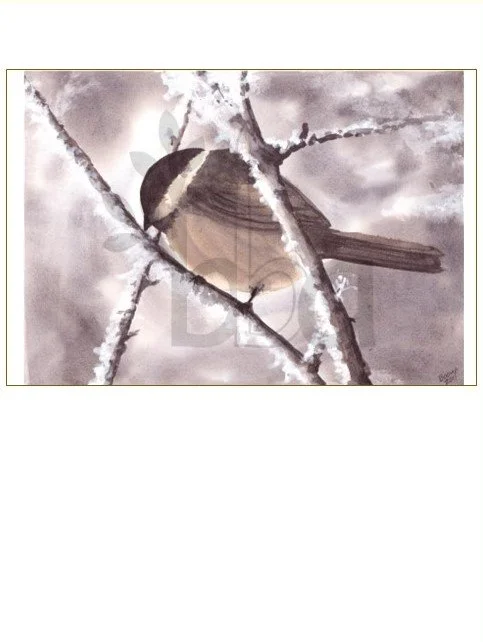 Winter Chickadee