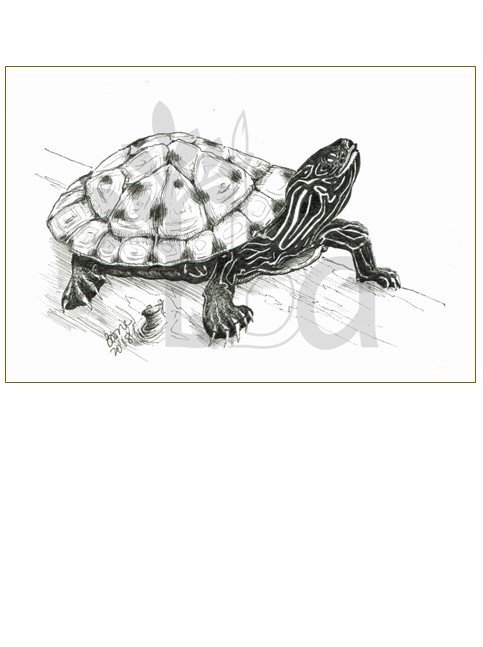 Yellow-bellied Slider Turtle