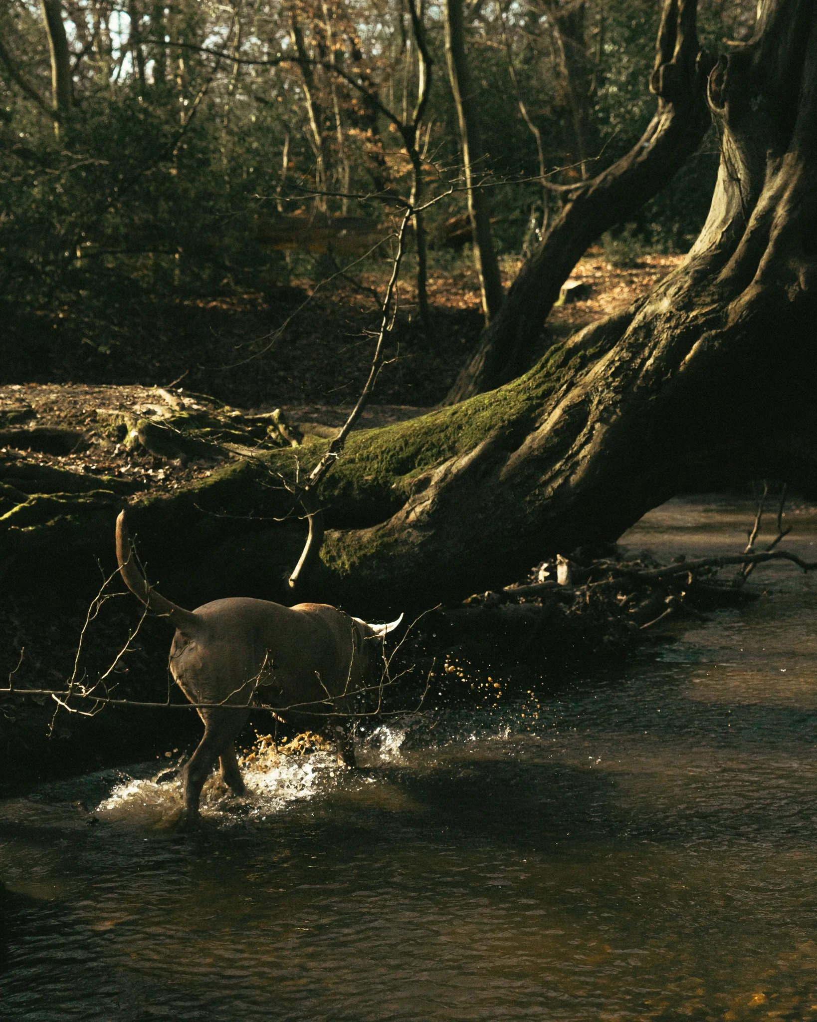 A bull in a river with a fallen tree in a forested area.
