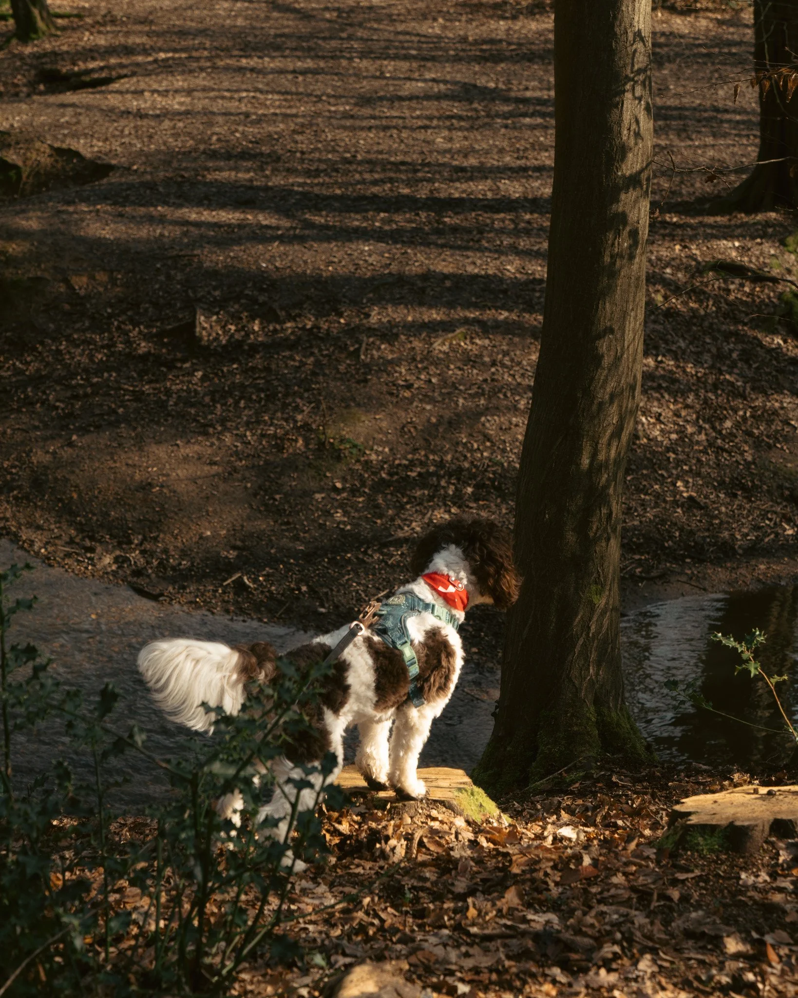 A small black and white dog wearing a harness and red bandana stands on a fallen log near a tree in a wooded area.