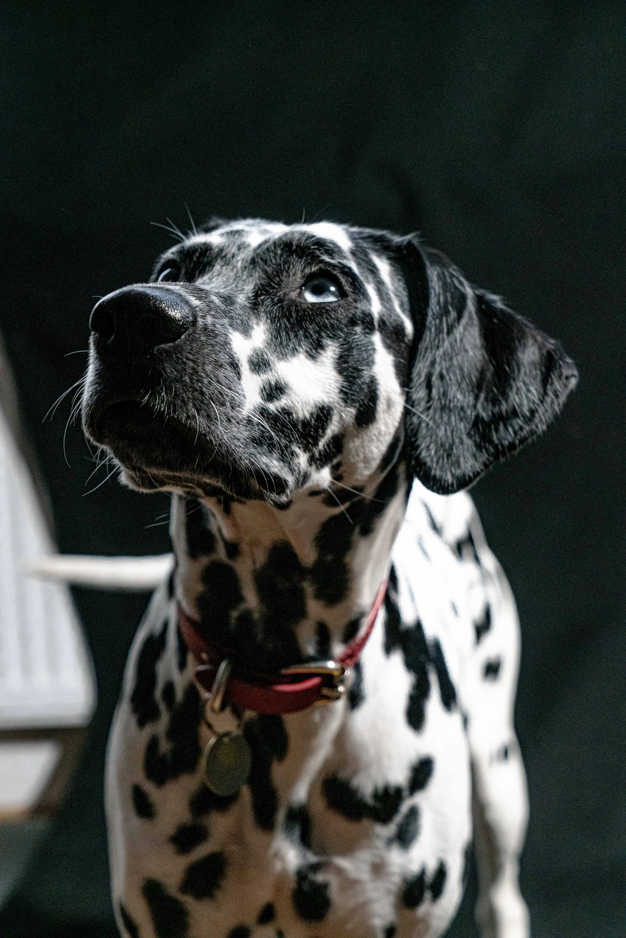 Close-up of a Dalmatian dog with black and white spots, wearing a red collar, looking upwards against a dark background.