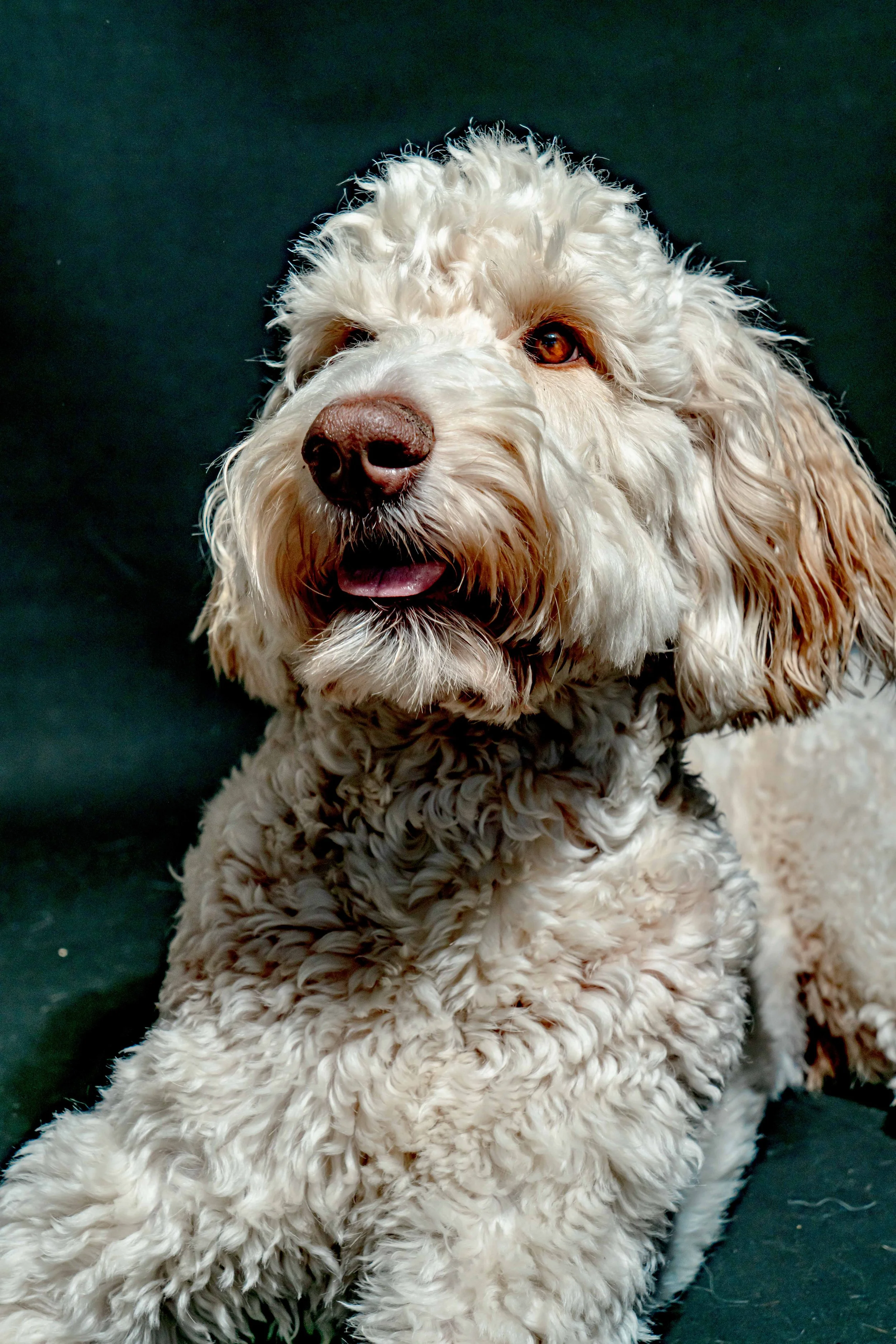 Close-up of a fluffy, curly-haired dog with light brown eyes, a brown nose, and a pink tongue slightly visible against a dark background.