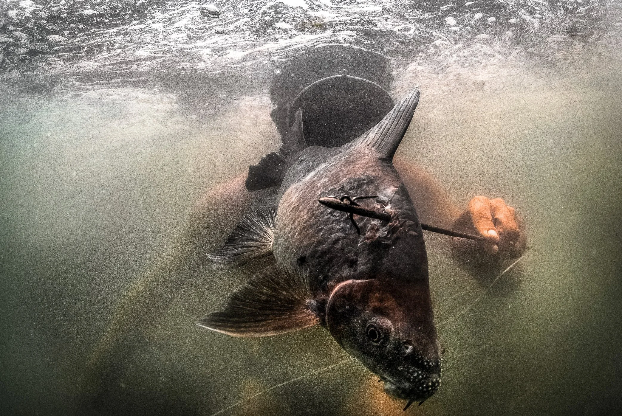 During the dry season in Si Phan Don, the Mekong runs clearer, opening another way for fishing families to work the river. Before the rains arrive and the great migration begins, men dive beneath the surface with simple spears, searching the calmer p